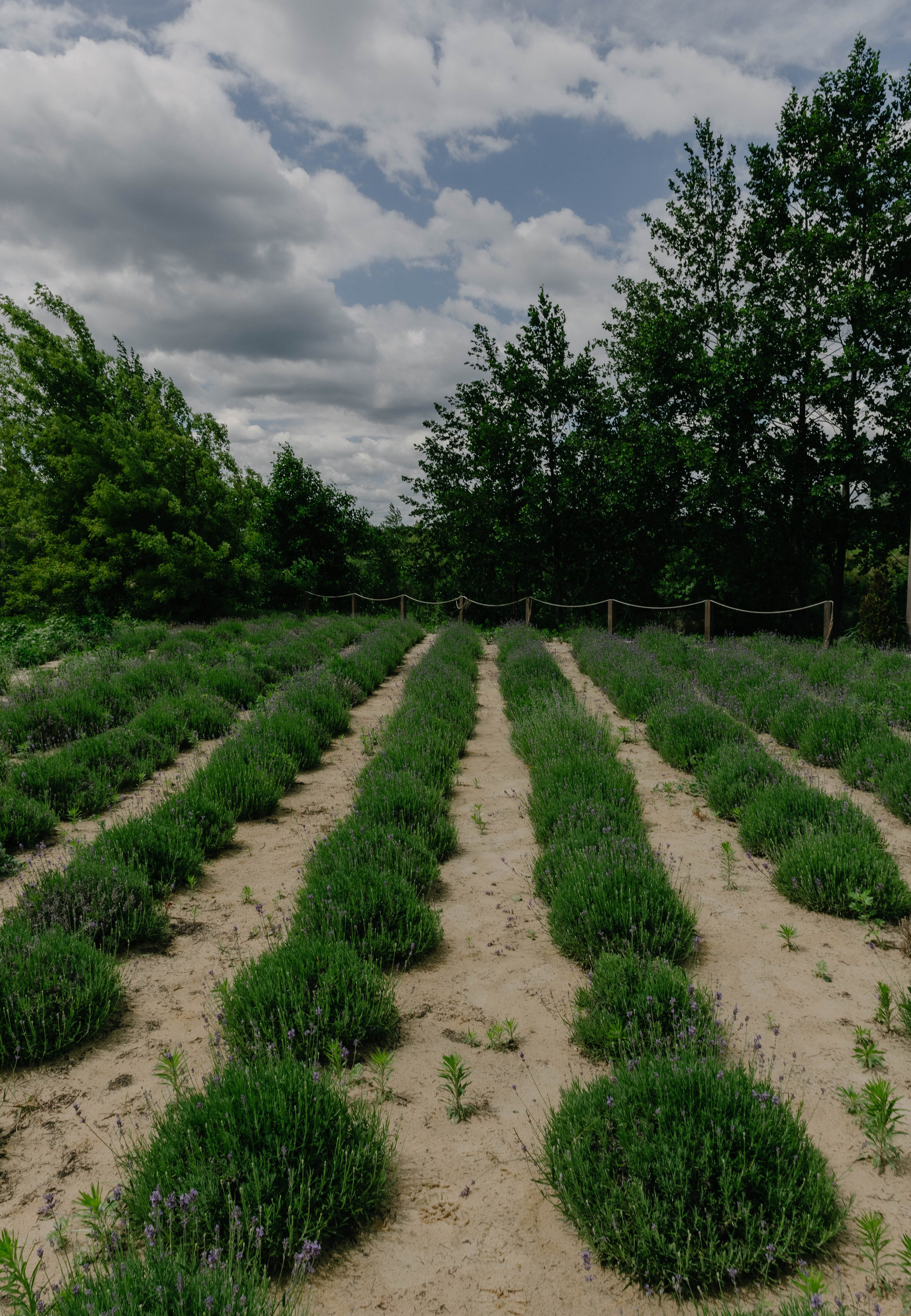 21.06.2024. Свадебный и портретный фотограф Воронеж Галя Серватович