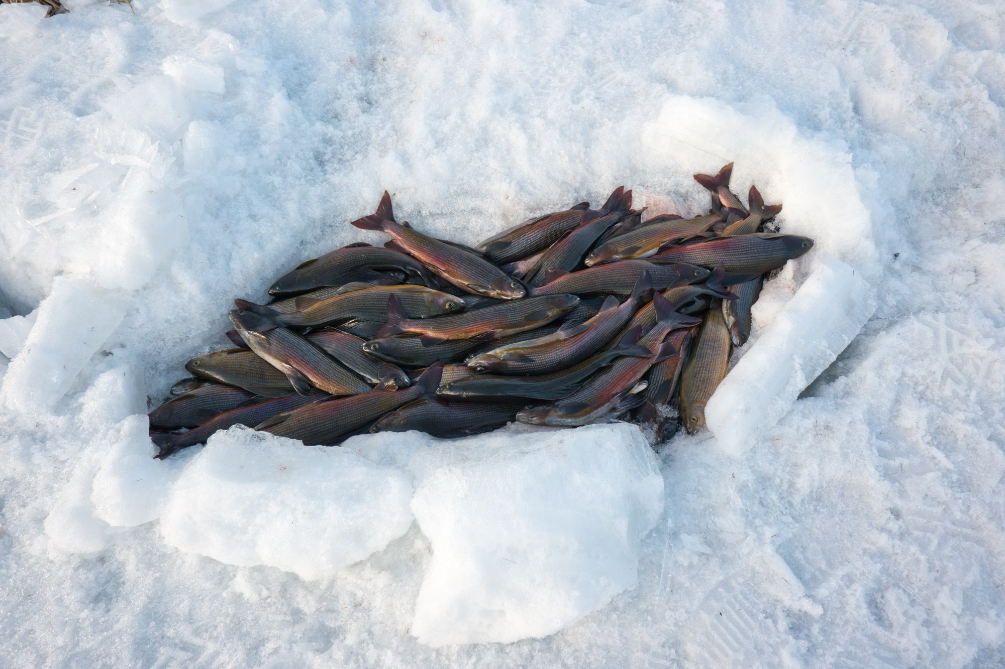 Якутия. Фотограф Алексей Скоробогатько