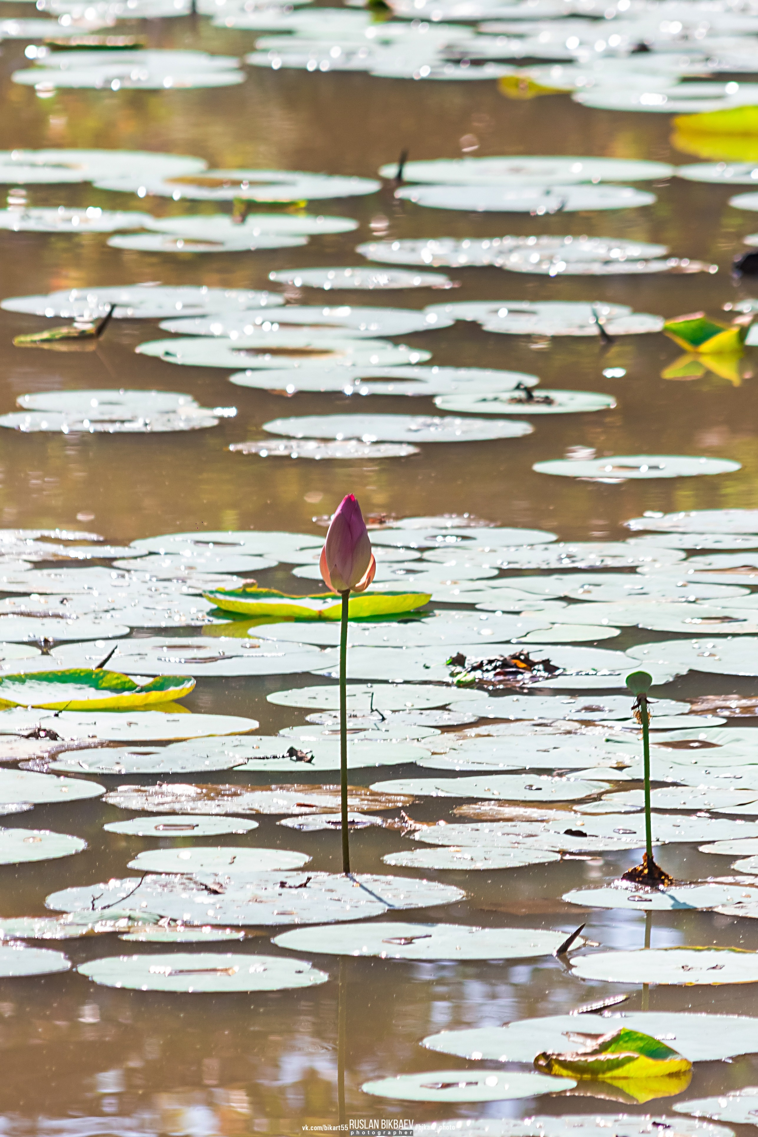 ШРИ-ЛАНКА 2025 / SRI LANKA 2025. Главная