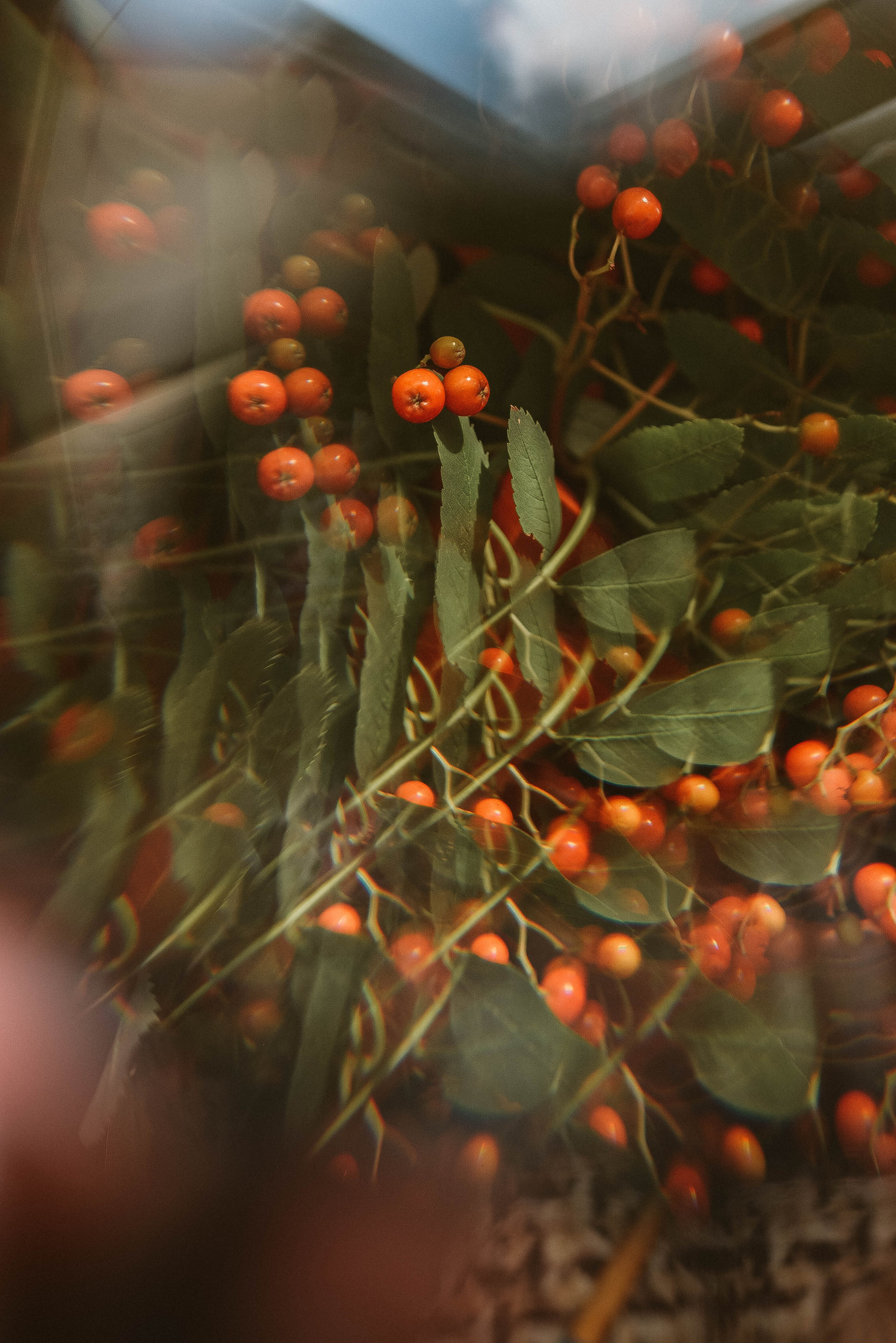 ПРЕДМЕТНАЯ/ МАКРО. Фотограф Фомина Екатерина Сергеевна