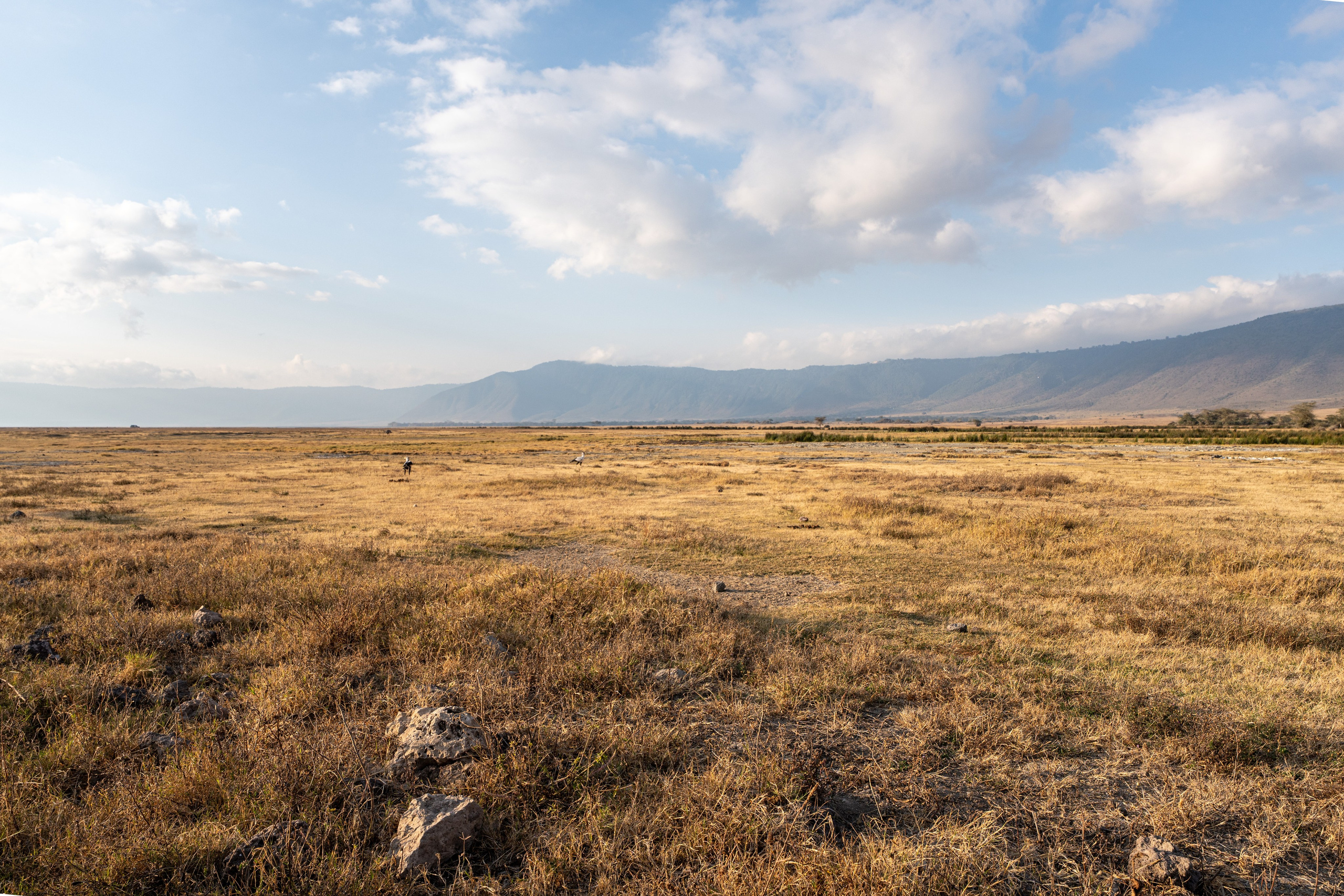 Танзания, сафари, 2025. Творческие сьемки