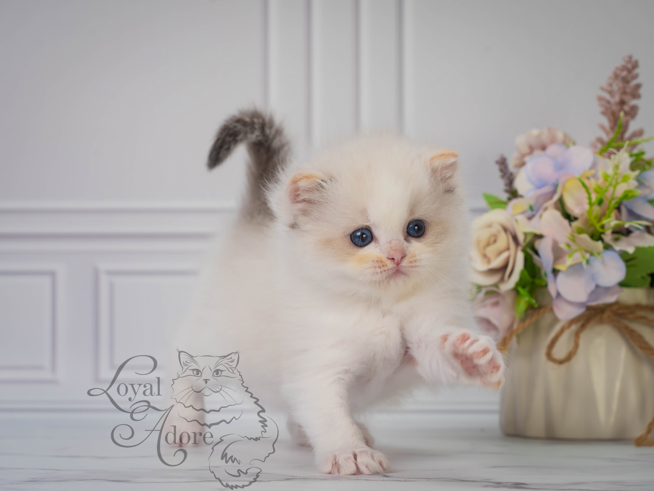 Котята рэгдолл от Loyal Adore. Питомник рэгдолл Loyal Adore