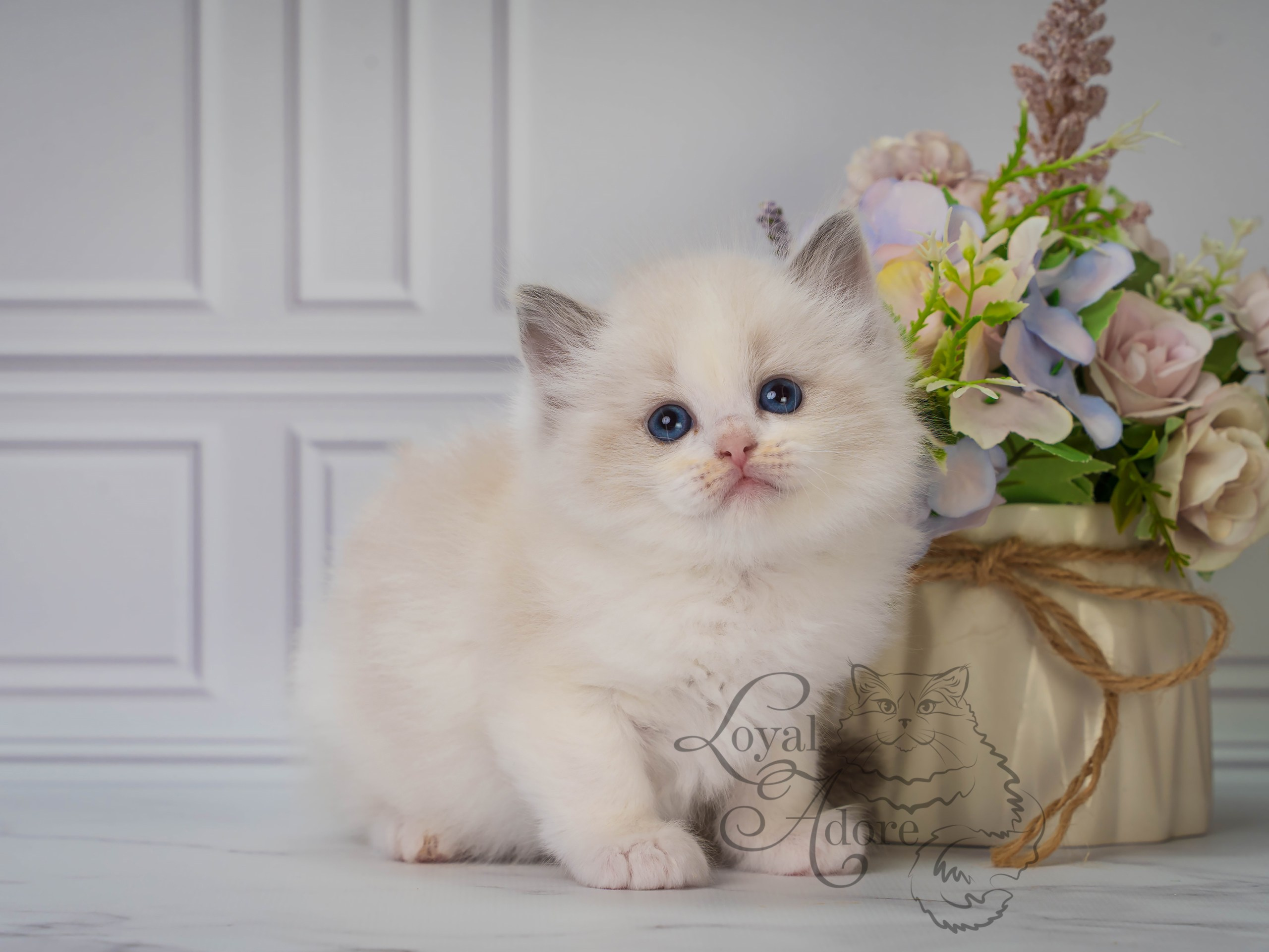 Котята рэгдолл от Loyal Adore. Питомник рэгдолл Loyal Adore