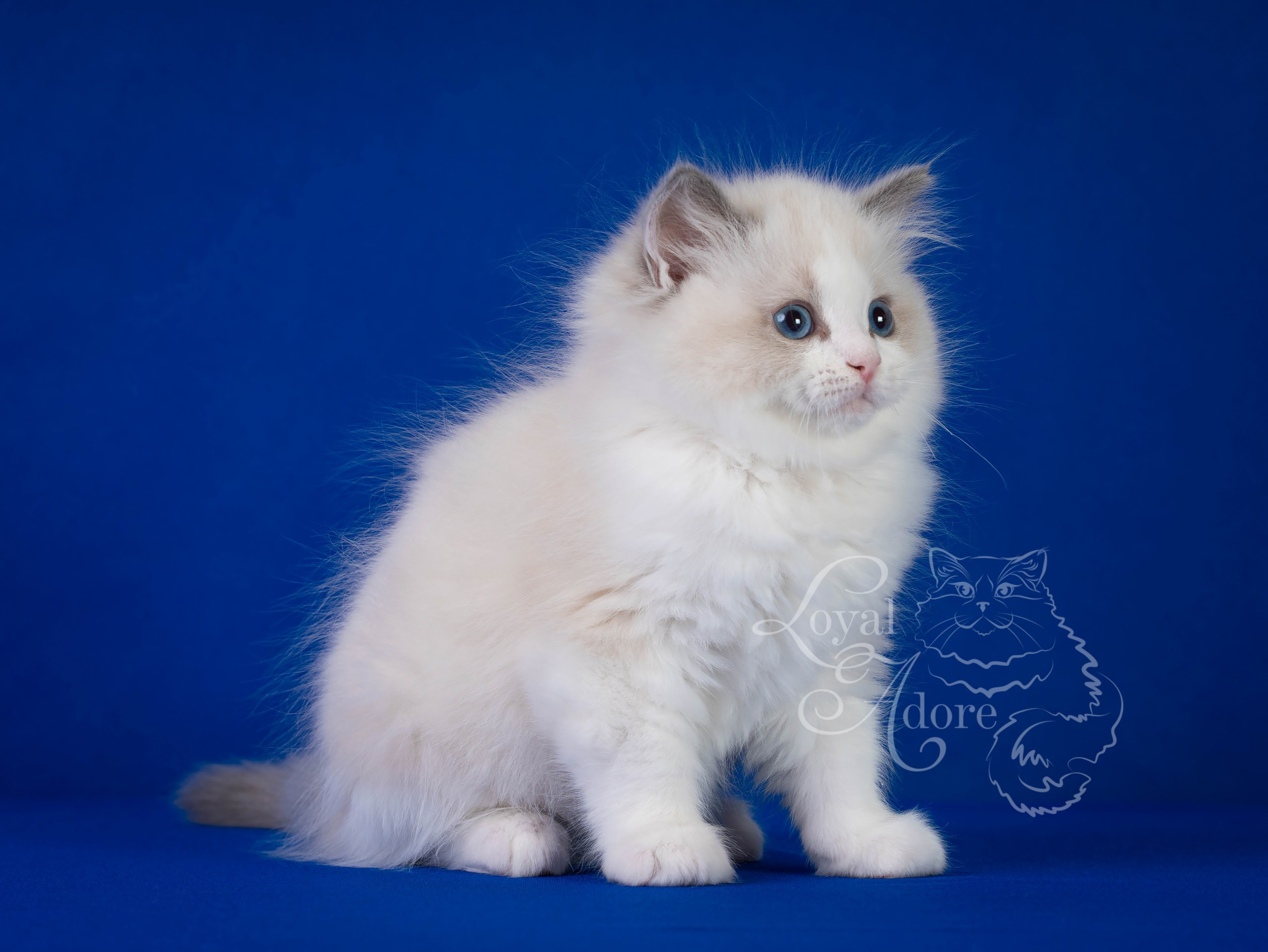 Котята рэгдолл от Loyal Adore. Питомник рэгдолл Loyal Adore