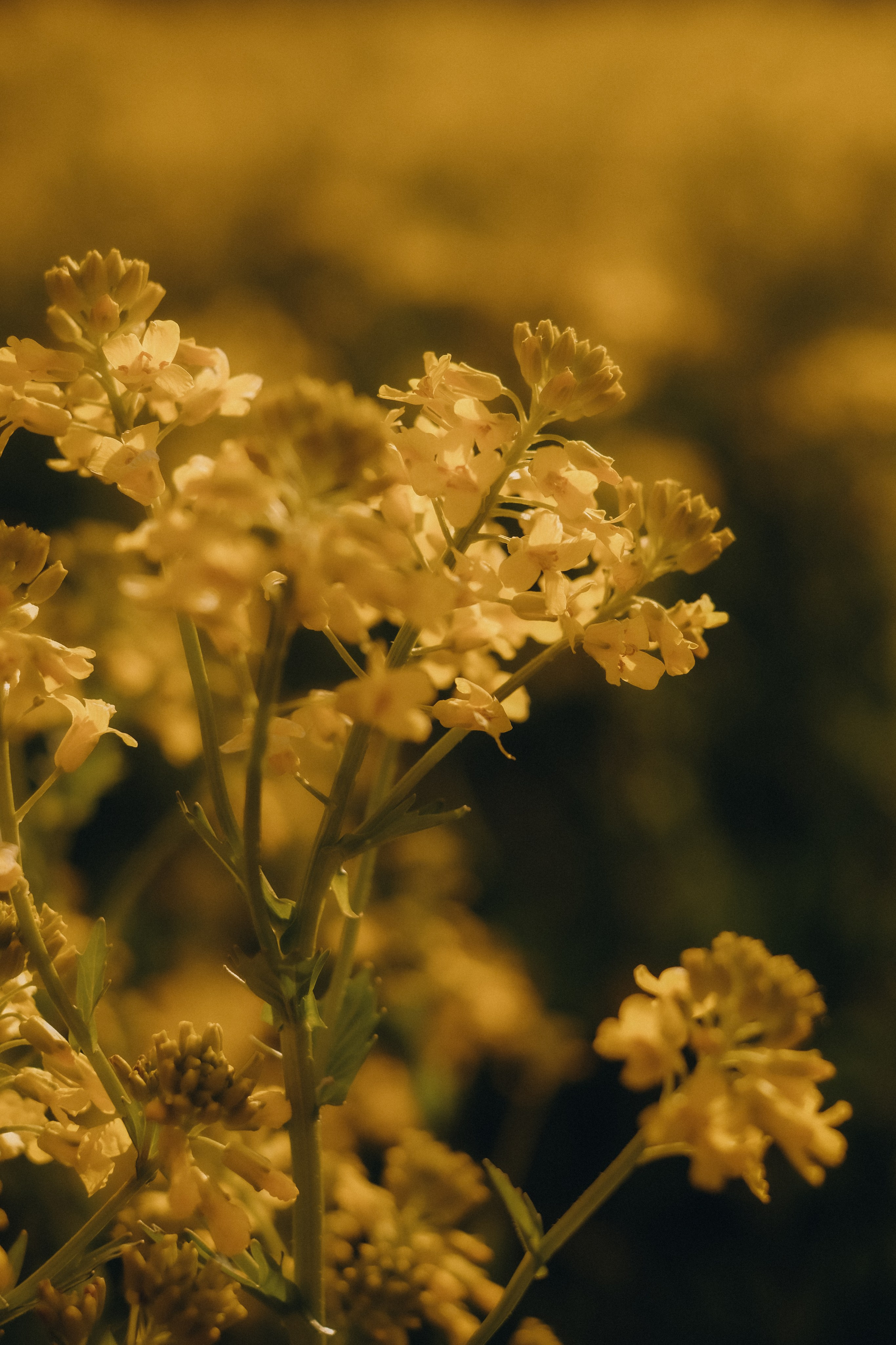 В золотом поле. Свадебный и семейный фотограф в Москве Инника Кетлер