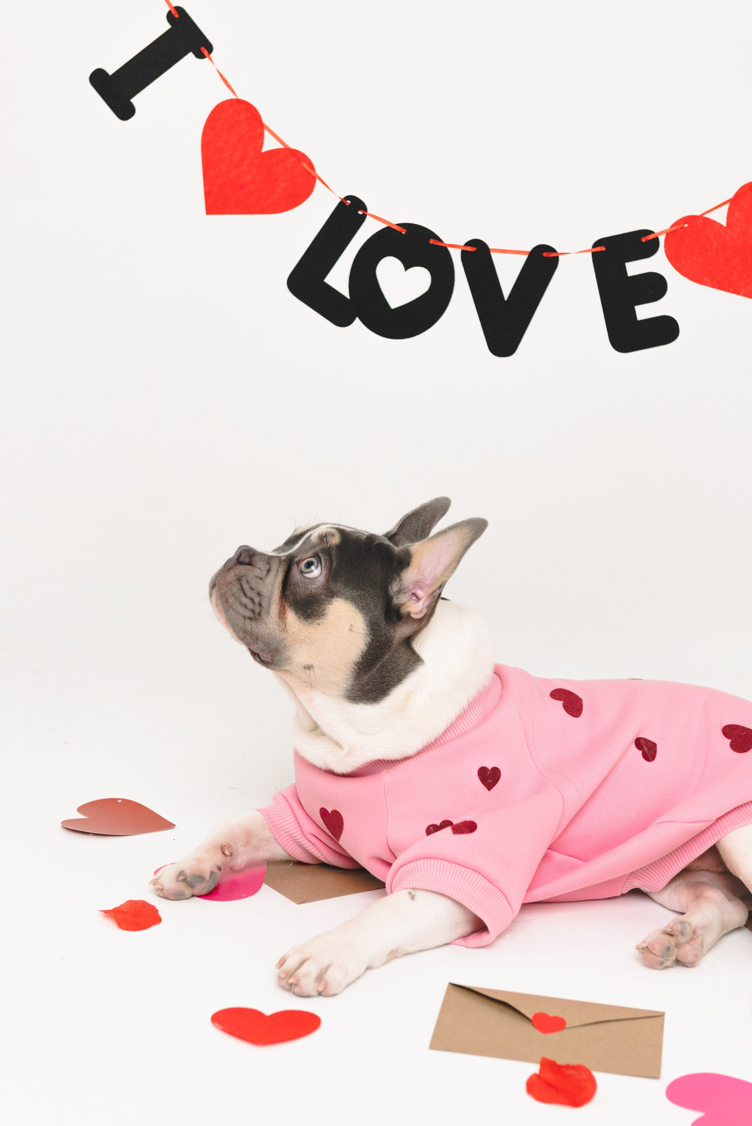 Pets. Фотограф в Москве Daria Lens