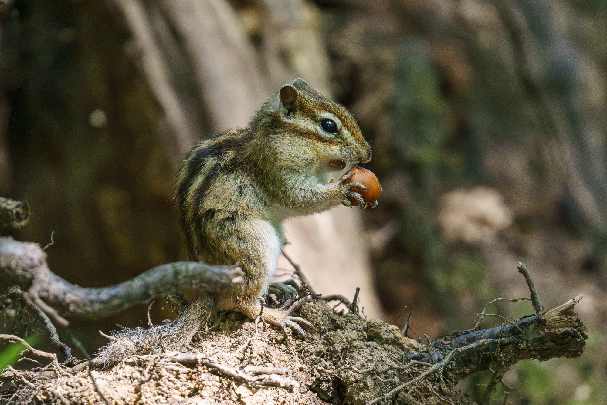 Животные. Ваш личный фотограф Марина Волкова
