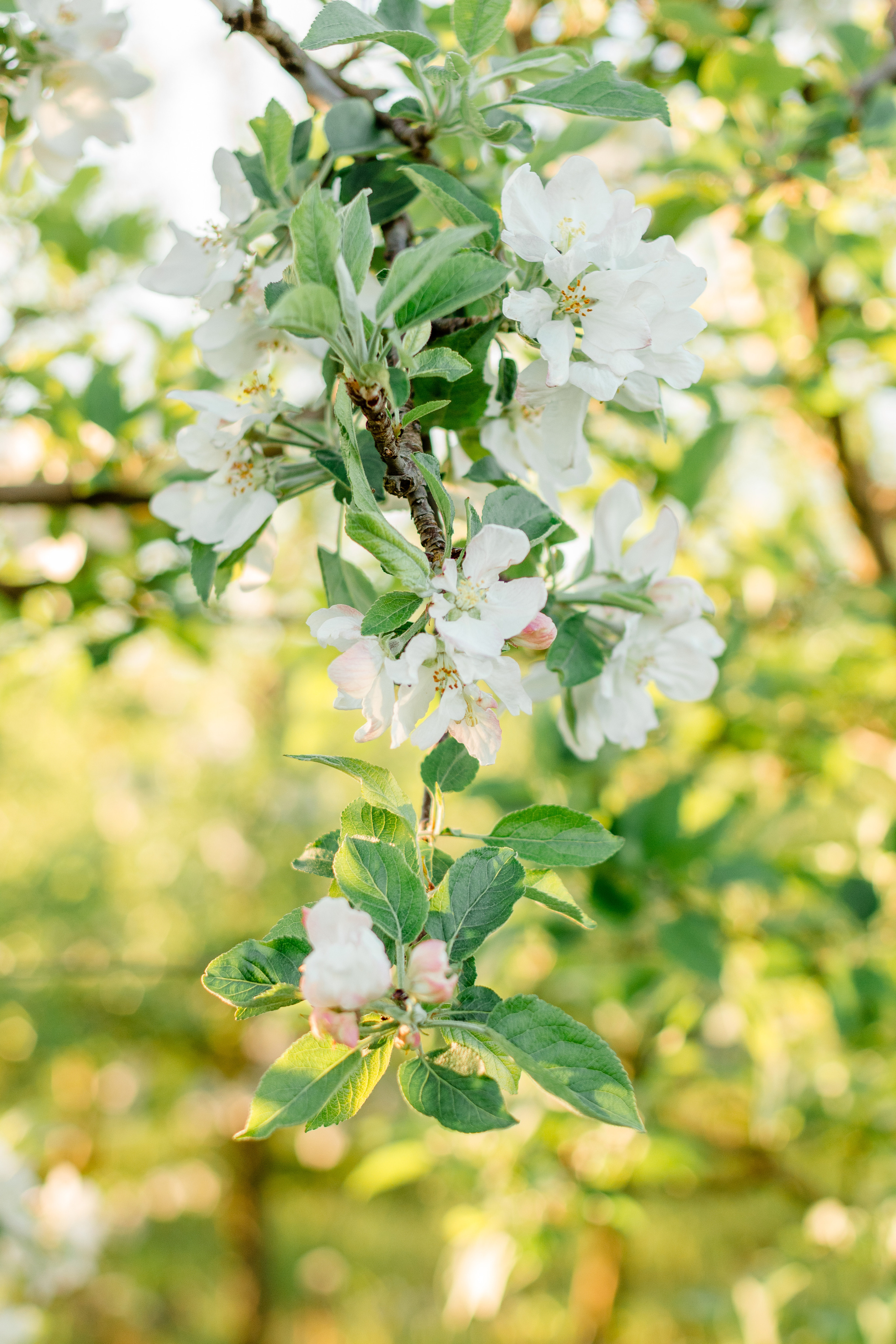 Семейная съемка для Кристины. Фотограф беременных  Апшеронск Краснодарского края Светлана Обламская