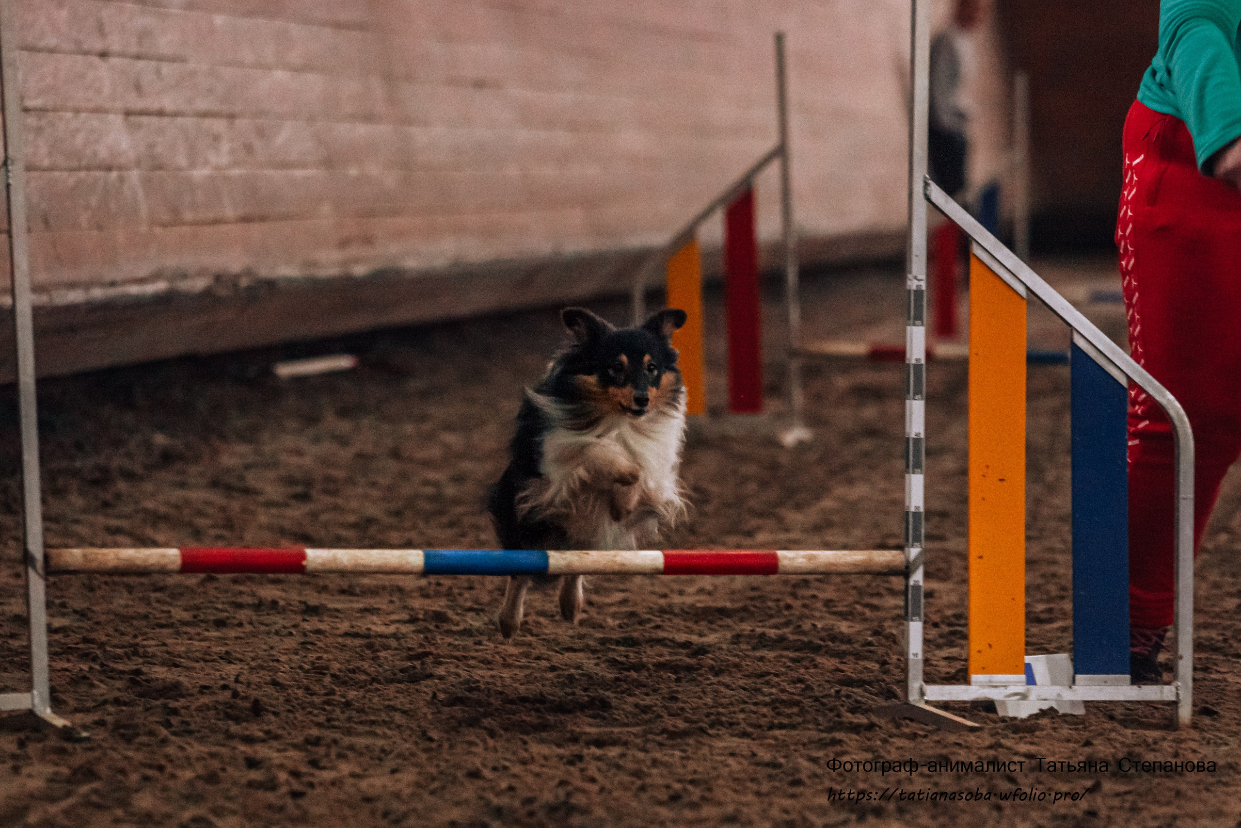 Соревнования по Аджилити 25.02.2024. Фотограф-анималист Татьяна Степанова