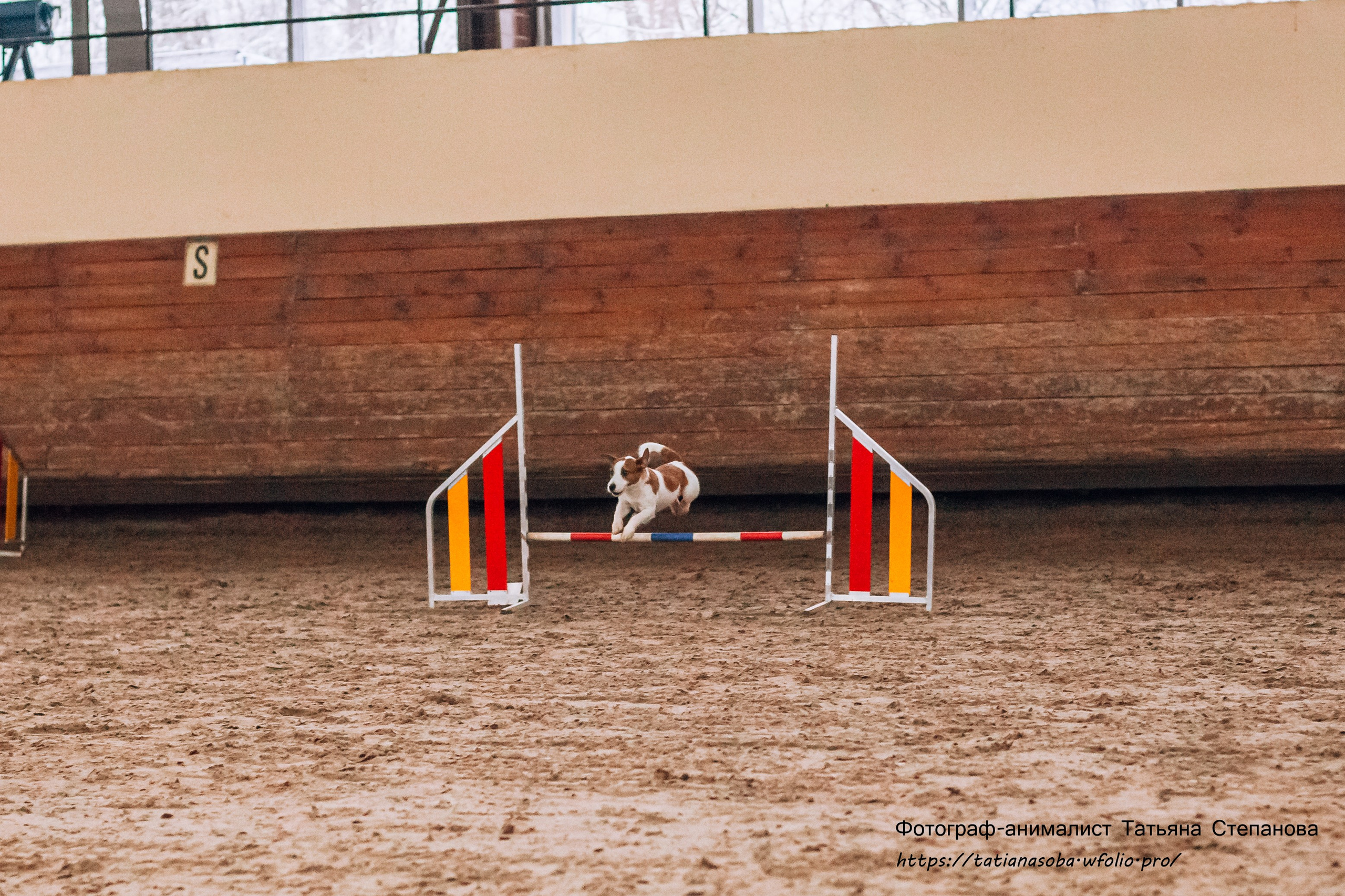Соревнования по Аджилити 25.02.2024. Фотограф-анималист Татьяна Степанова