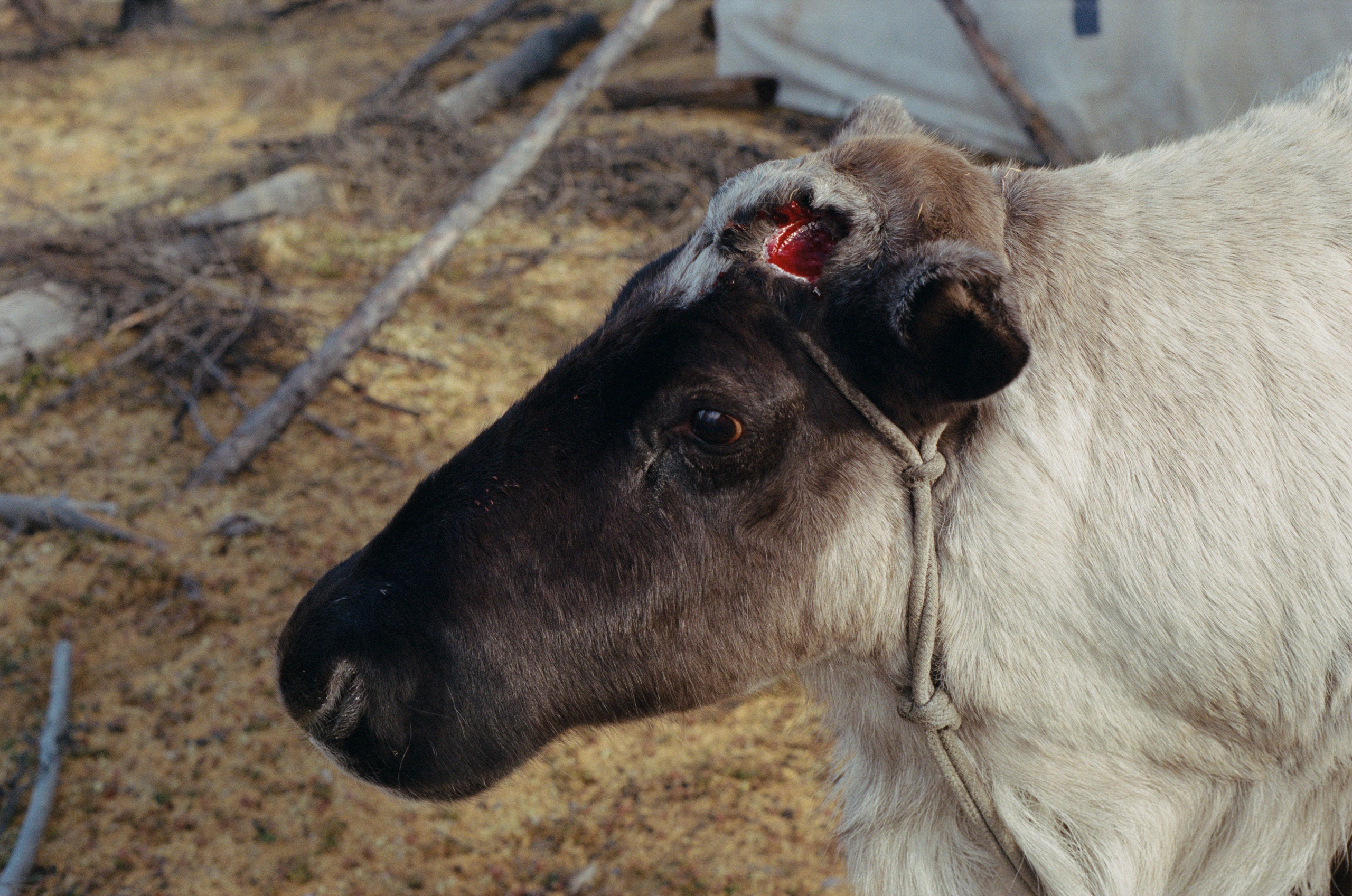 Не забудь накормить озеро. Natalya Madilyan