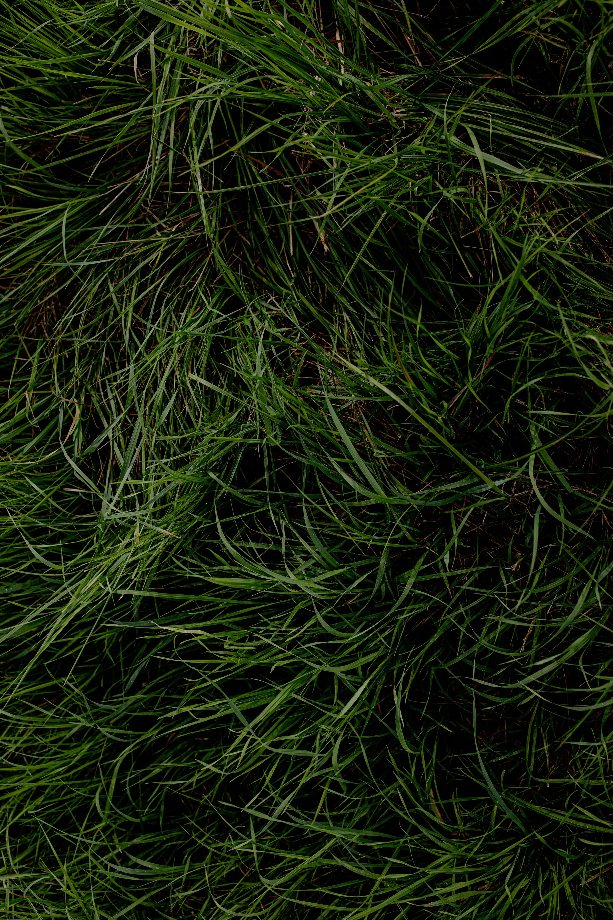 Дерево после грозы. Портретный фотограф Александра Птица. Снимаю истории о вас