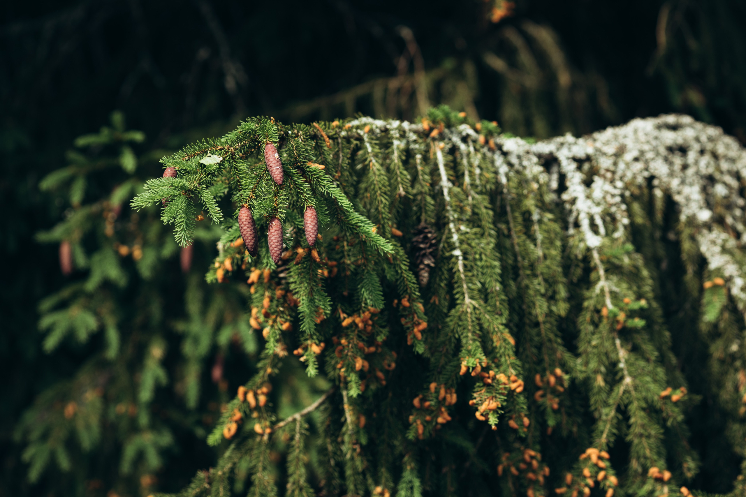 Природные пейзажи. Наталия Клевинскас портретный фотограф в Костроме