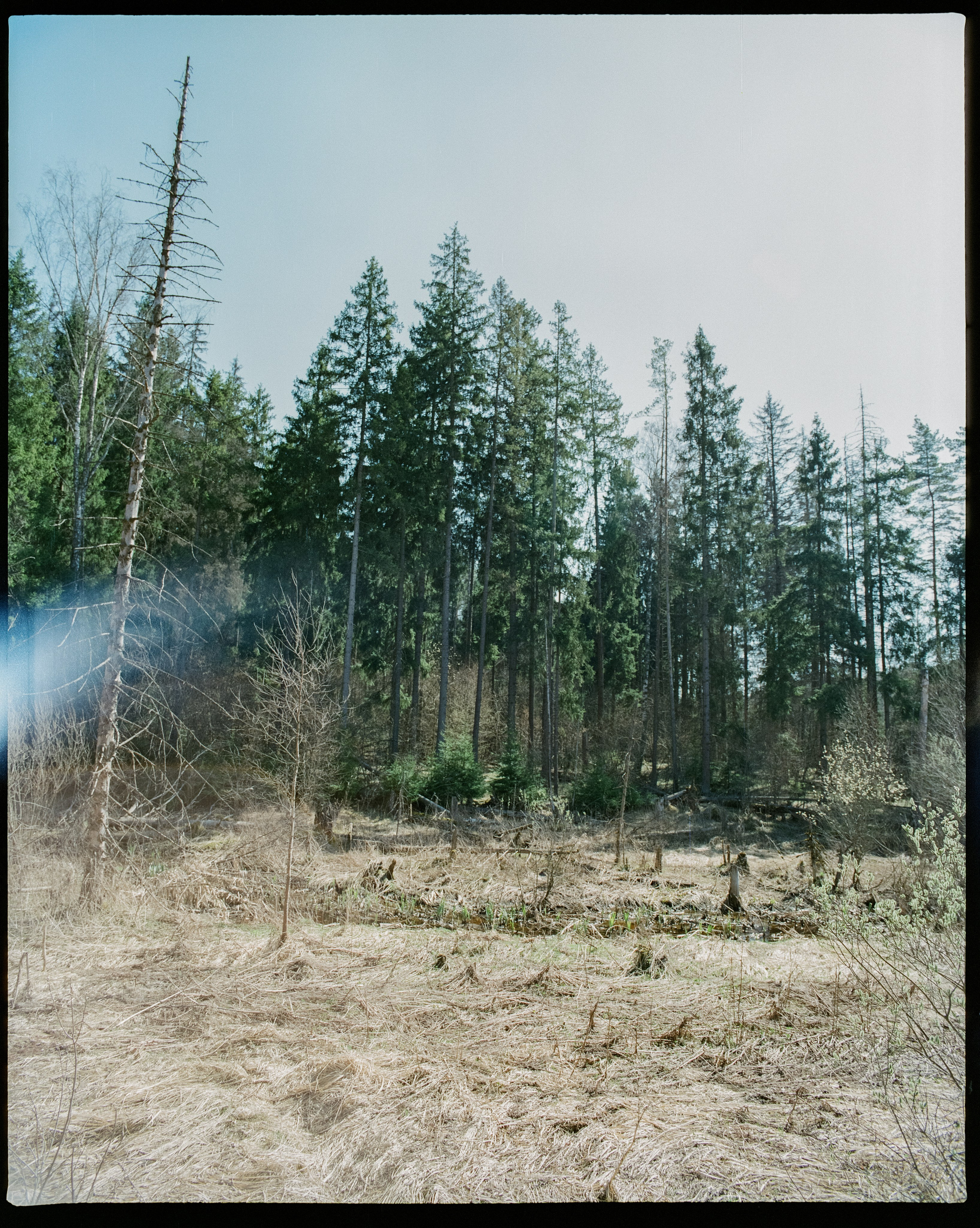 Pentax 67 — SMC Pentax 67 105 mm f/2.4 | Fujicolor Pro 400H | Давыдовское 3 мая 2025 года