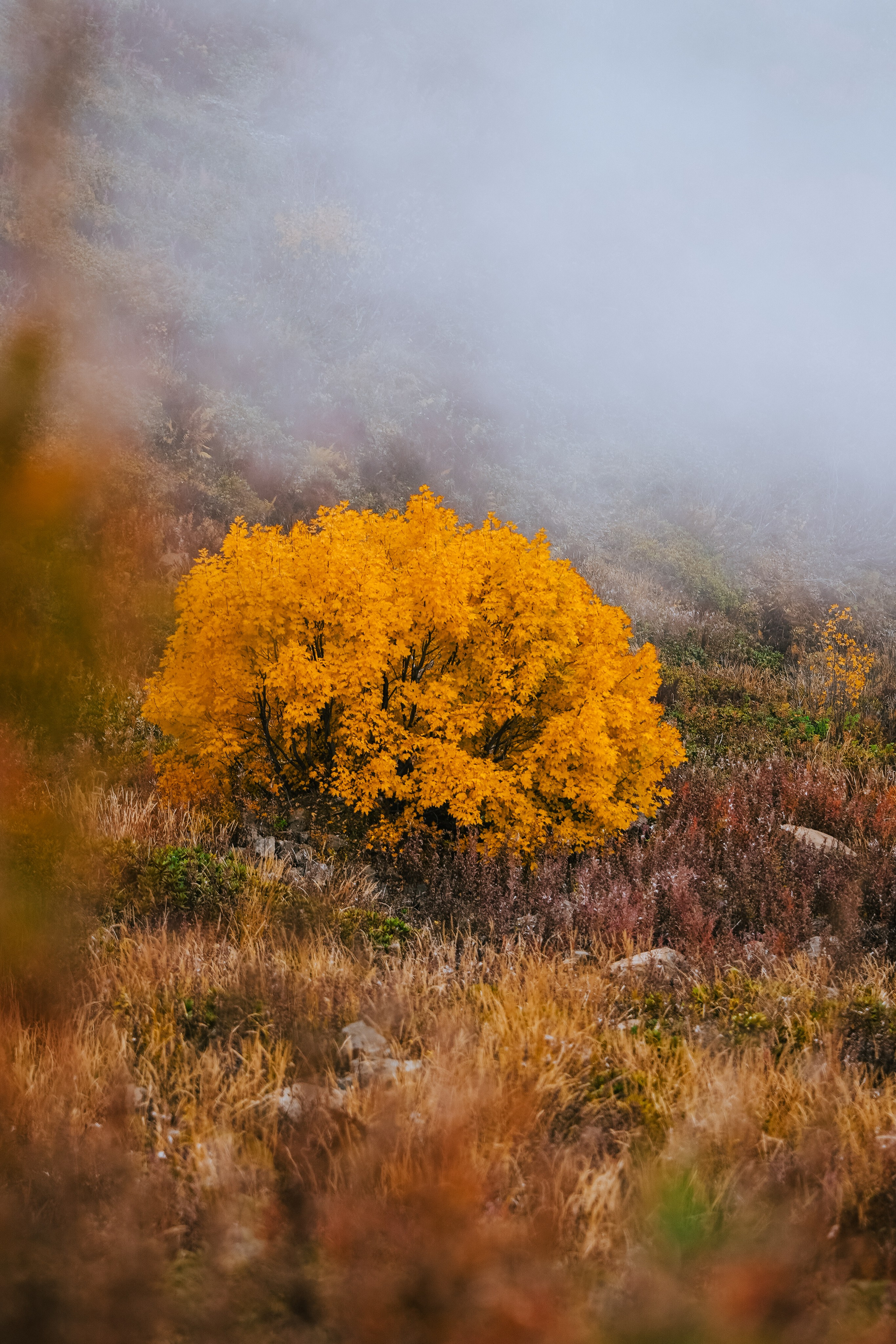 Роза Пик, тропа Турья ✽ Октябрь. Репортажный фотограф | Роза Хутор Красная Поляна Сочи Сириус