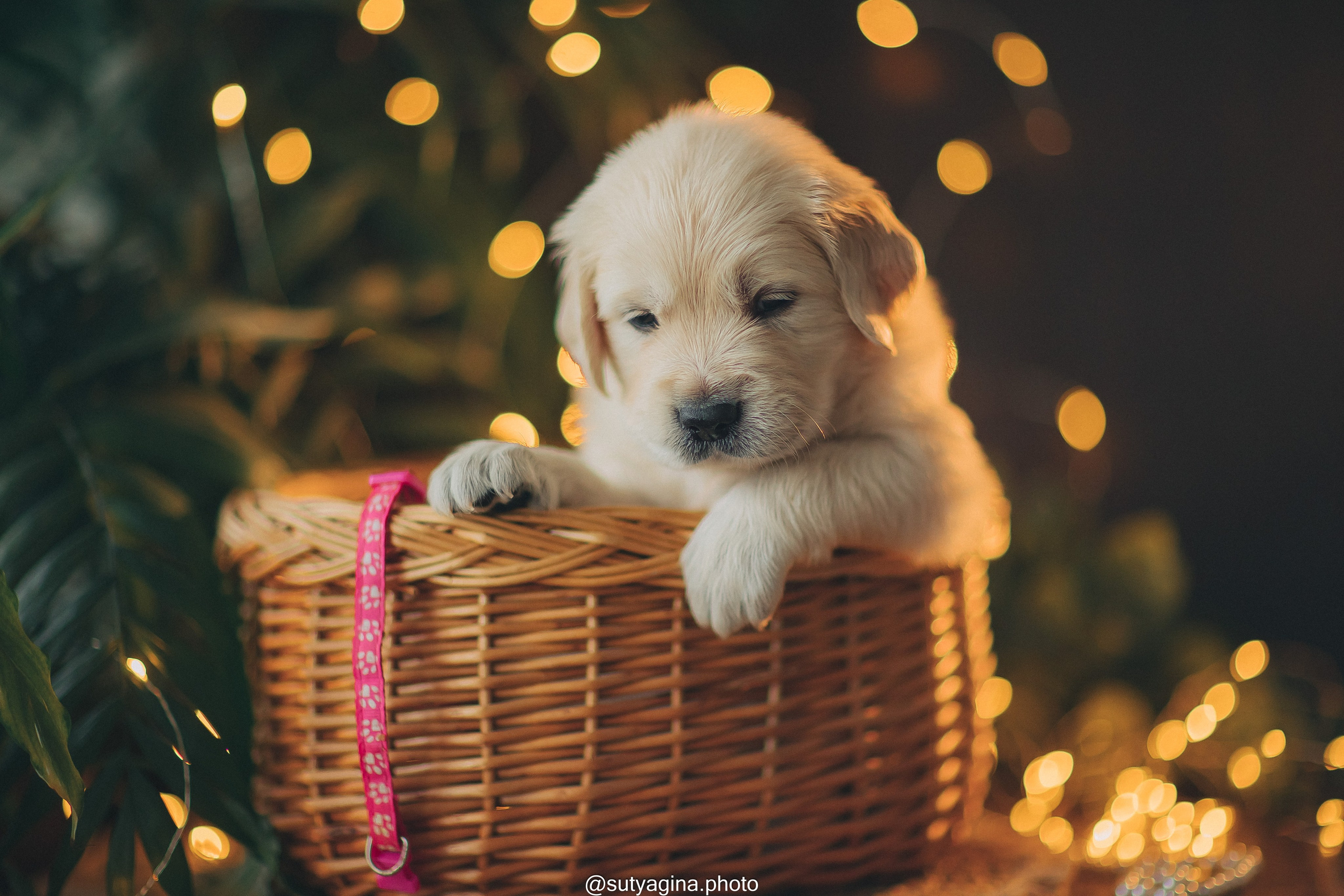 Розовый ошейник. Свадебный и женский фотограф