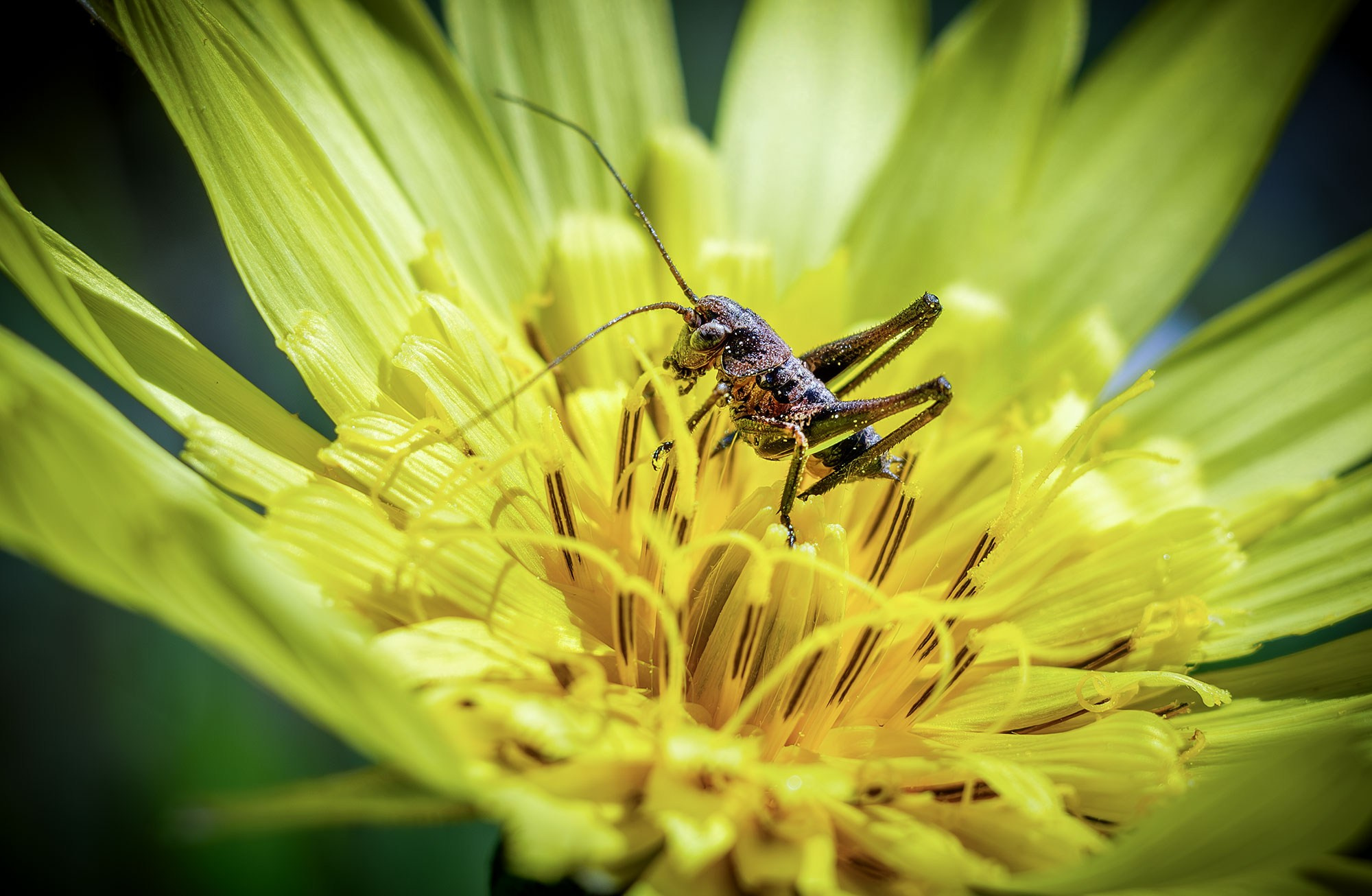 Свадебный фотограф в Геленджике