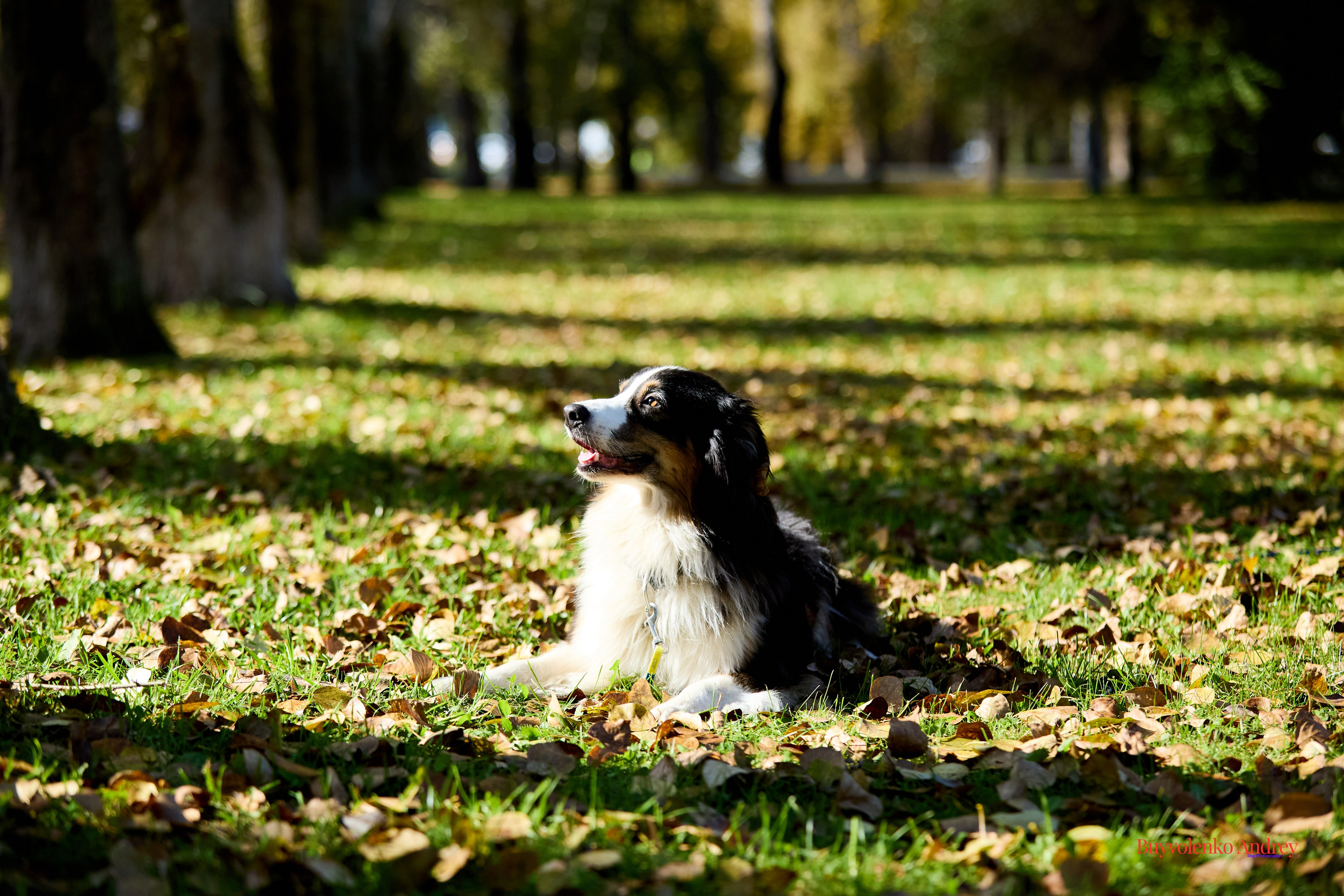 Басенджи и Аусси 21.09.2025. Buyvolenko Andrey