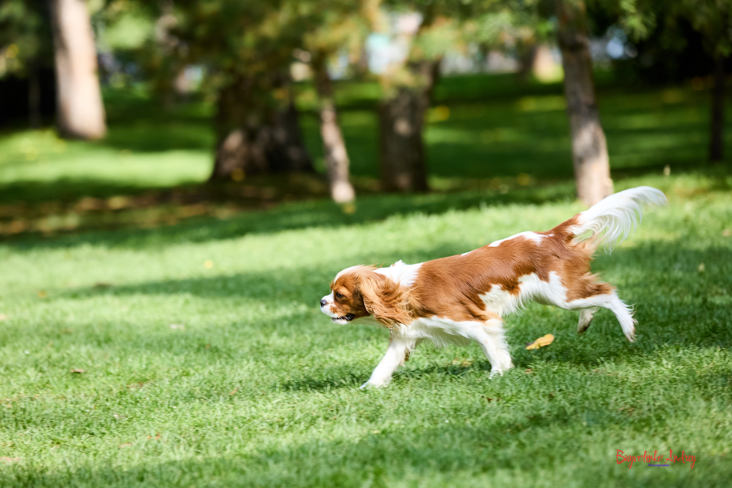 Фотопрогулка с кавалерами. Buyvolenko Andrey