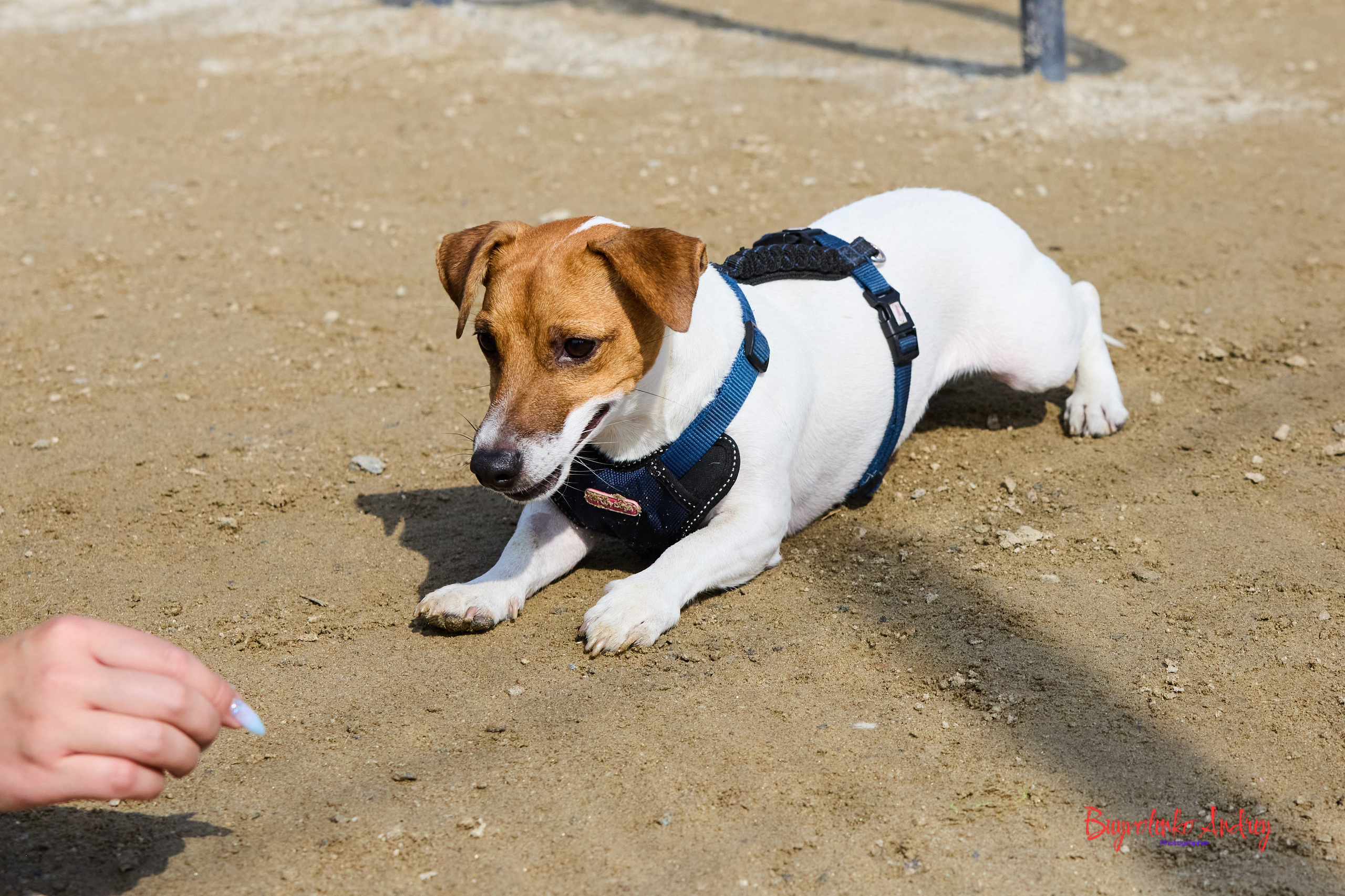 Проект фотопрогулка с хвостиком. Buyvolenko Andrey