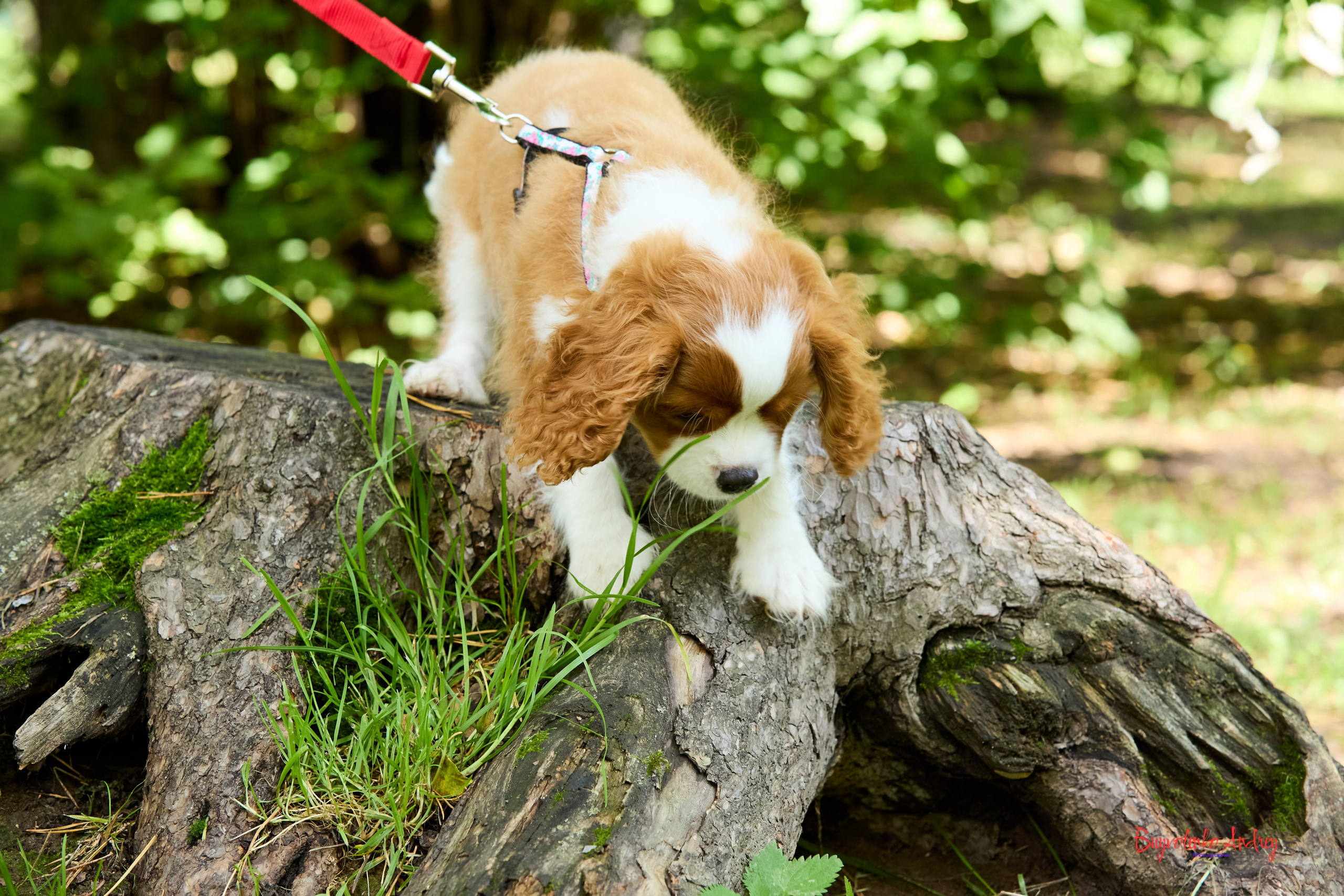 Фотопрогулка с кавалерами. Buyvolenko Andrey