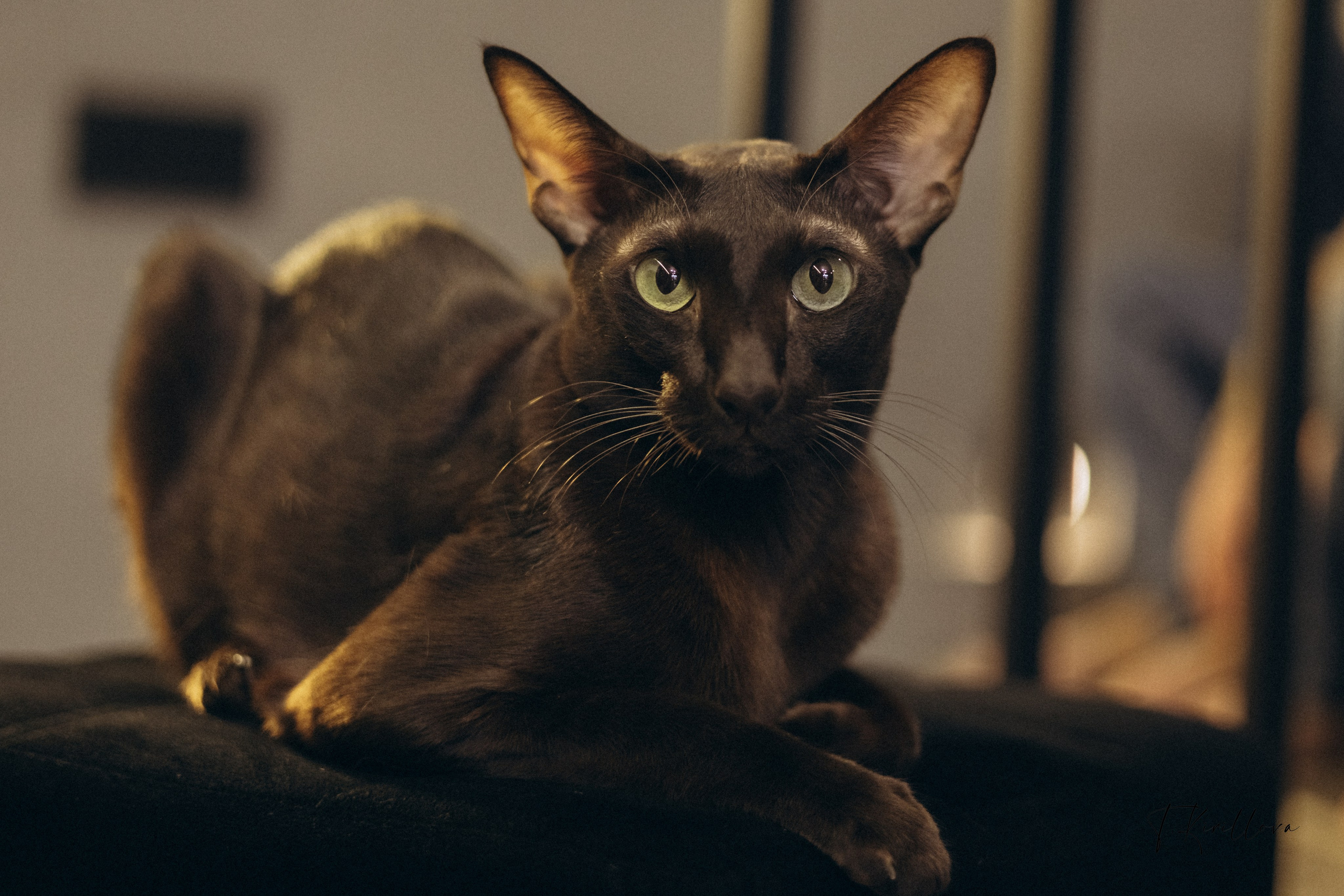 Новогоднее утро. Фотограф-анималист в Москве Кириллова Татьяна