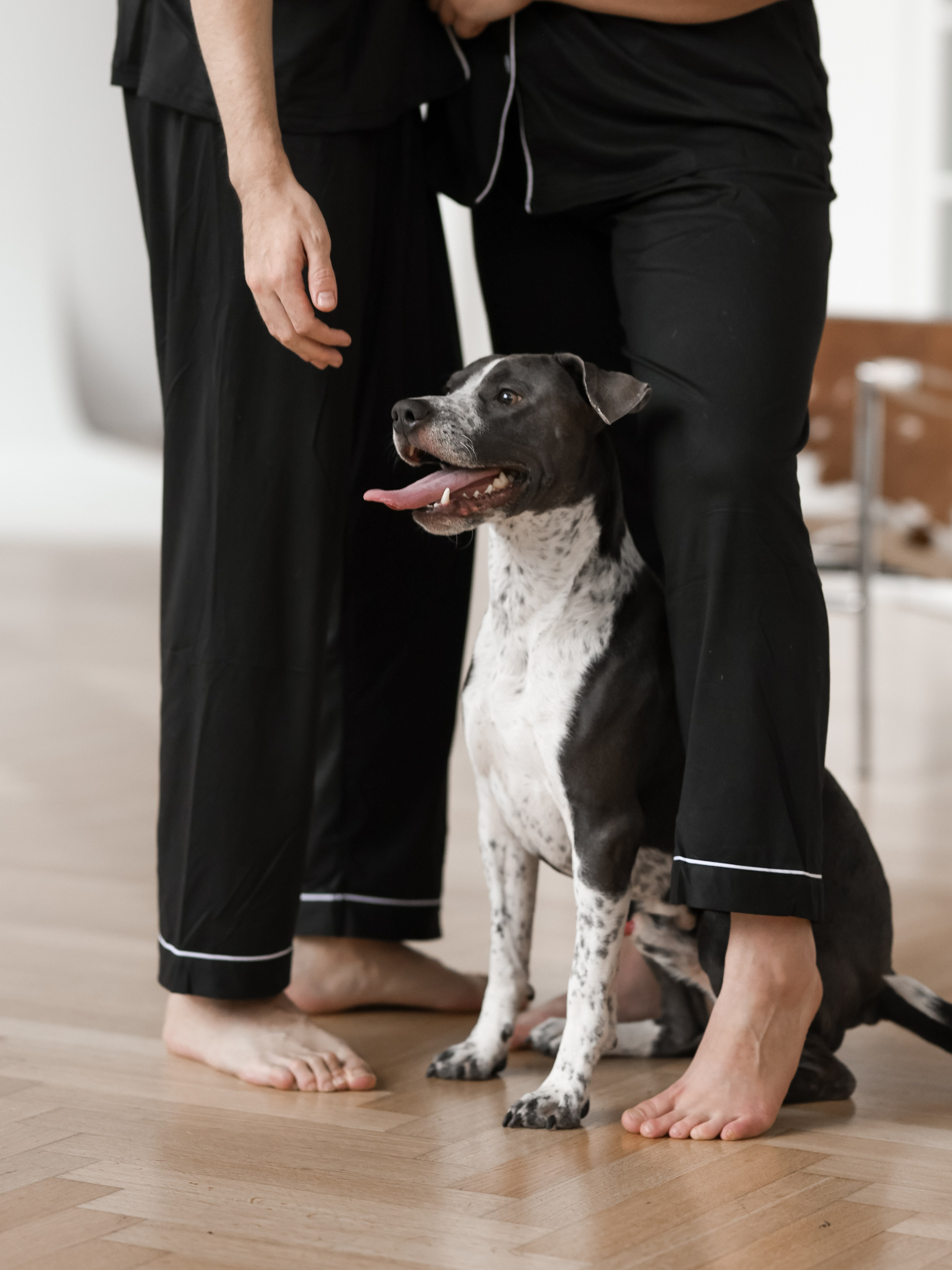 Тортик Даша и Никита. Фотограф-анималист в Москве Кириллова Татьяна