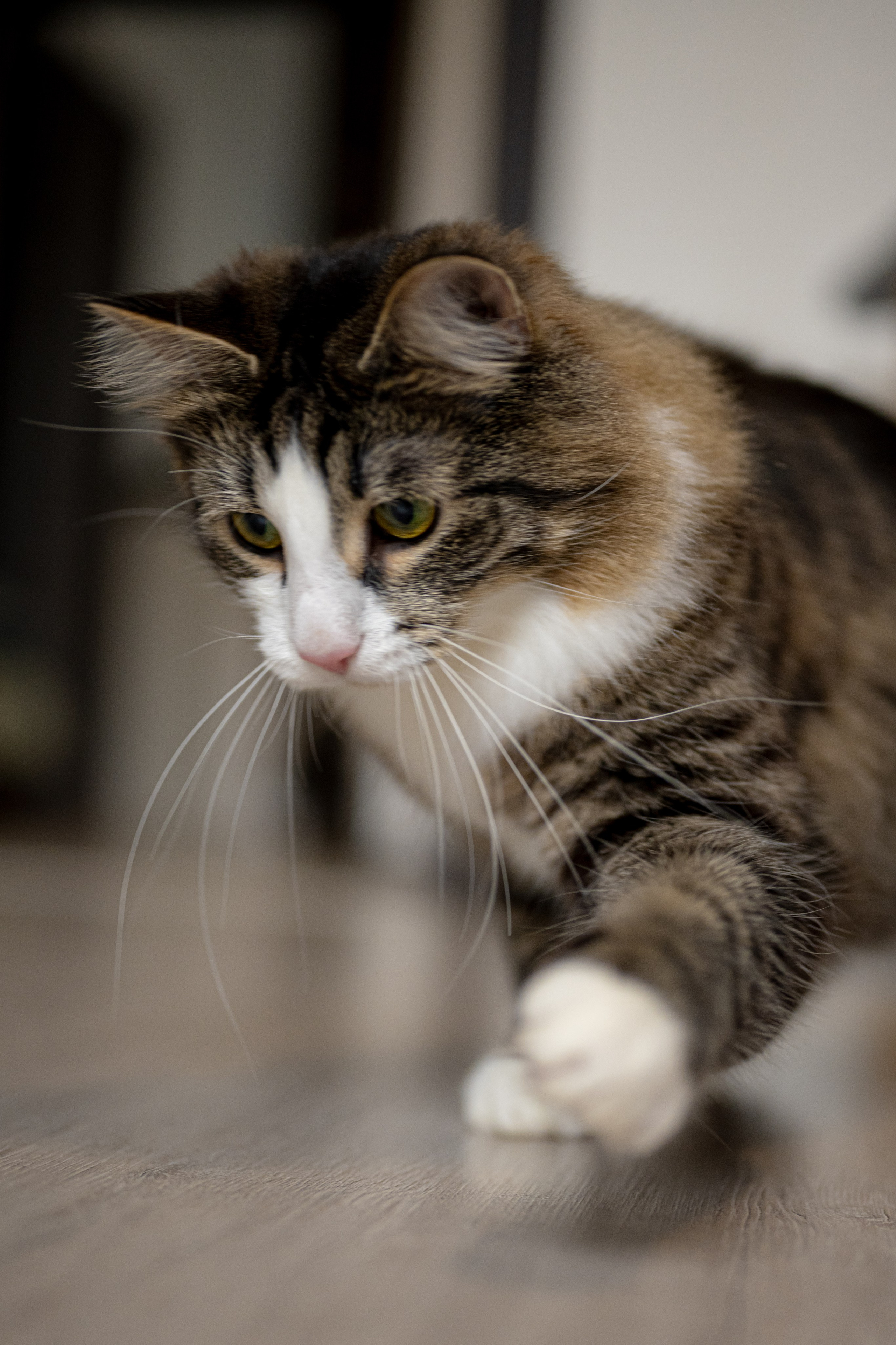 Портреты питомцев. Фотограф в Санкт-Петербурге Александра Ладыгина
