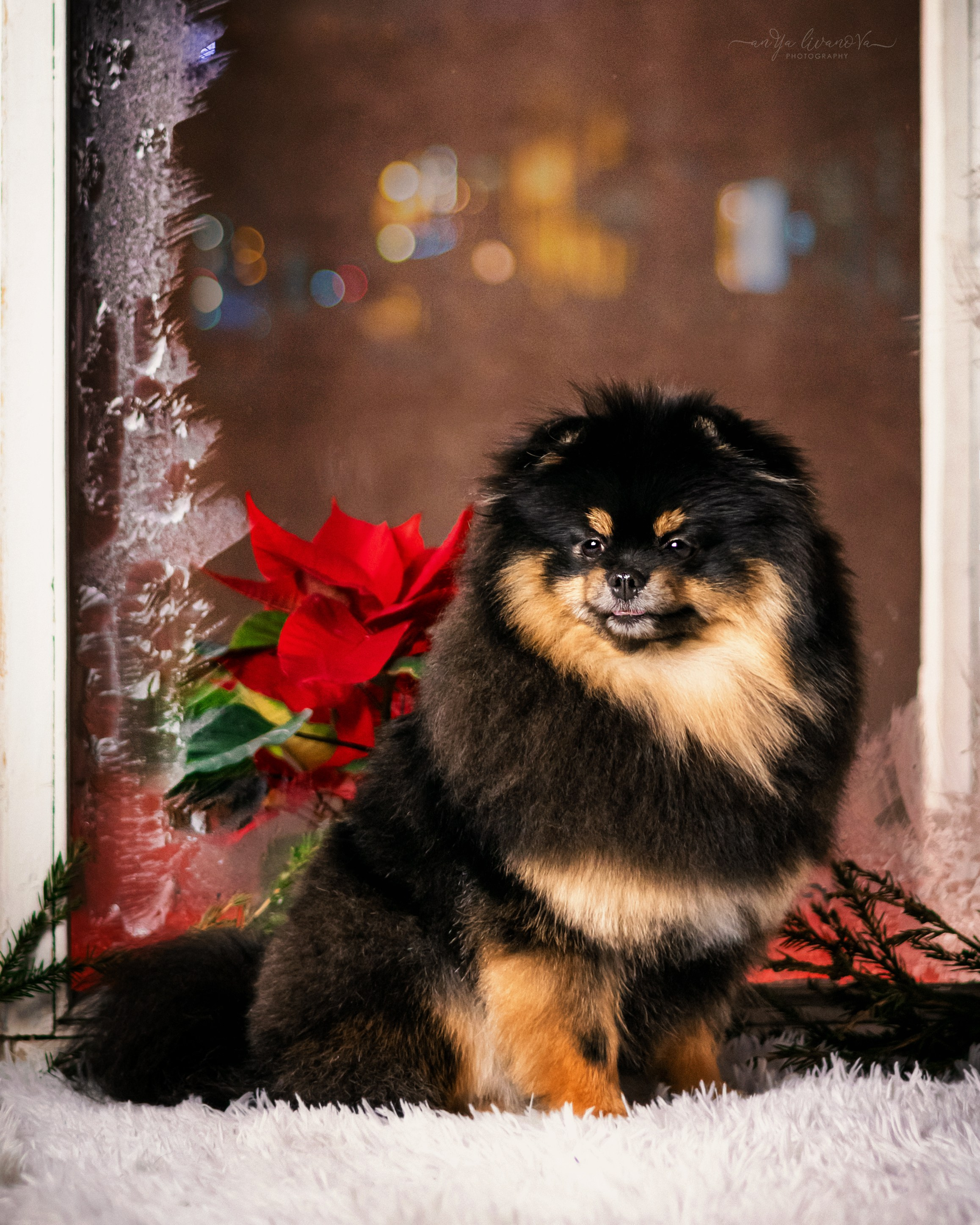 Окошко. Фотограф анималист Аня Ливанова | Рыбинск