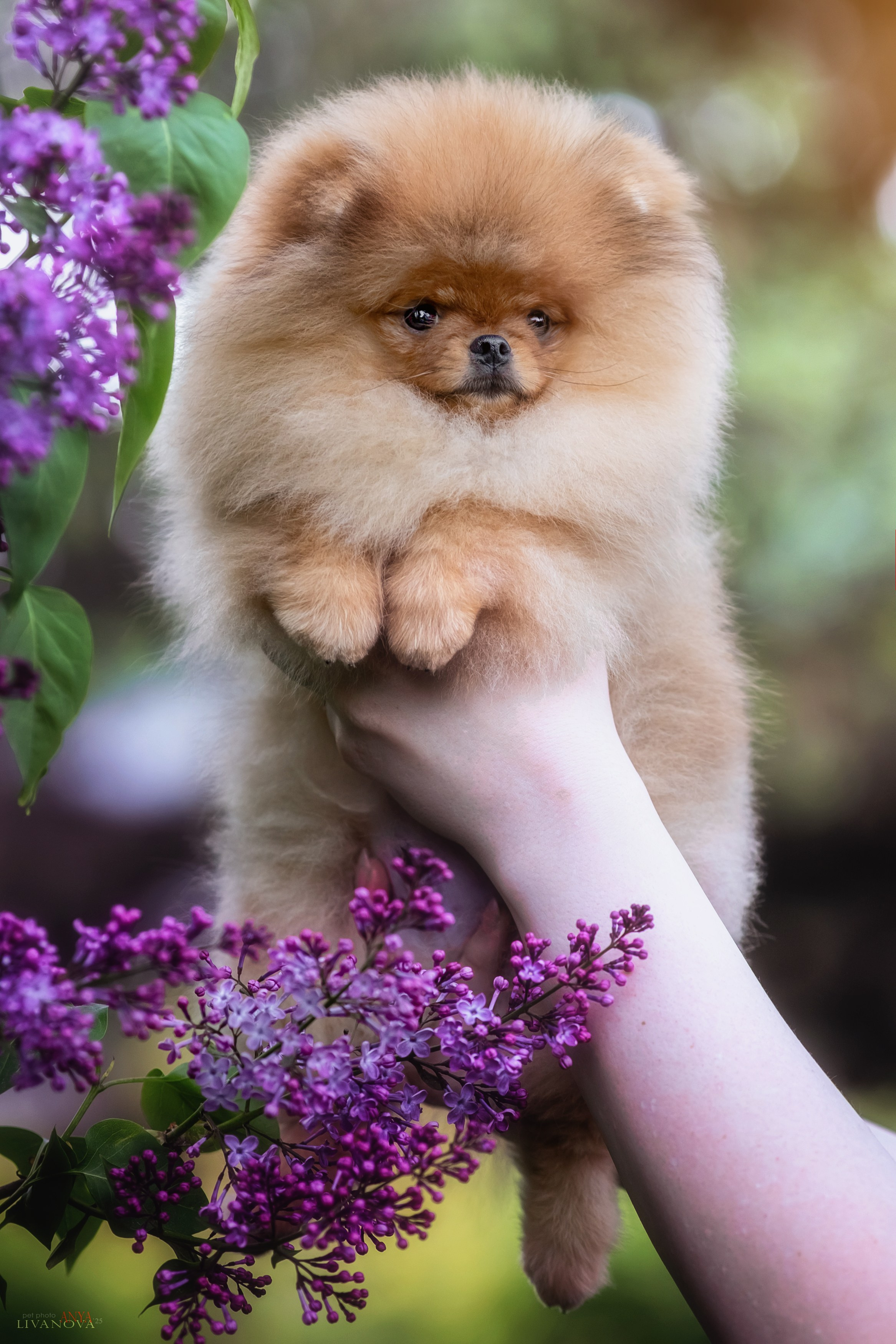 Шпицы. Фотограф анималист Аня Ливанова | Рыбинск
