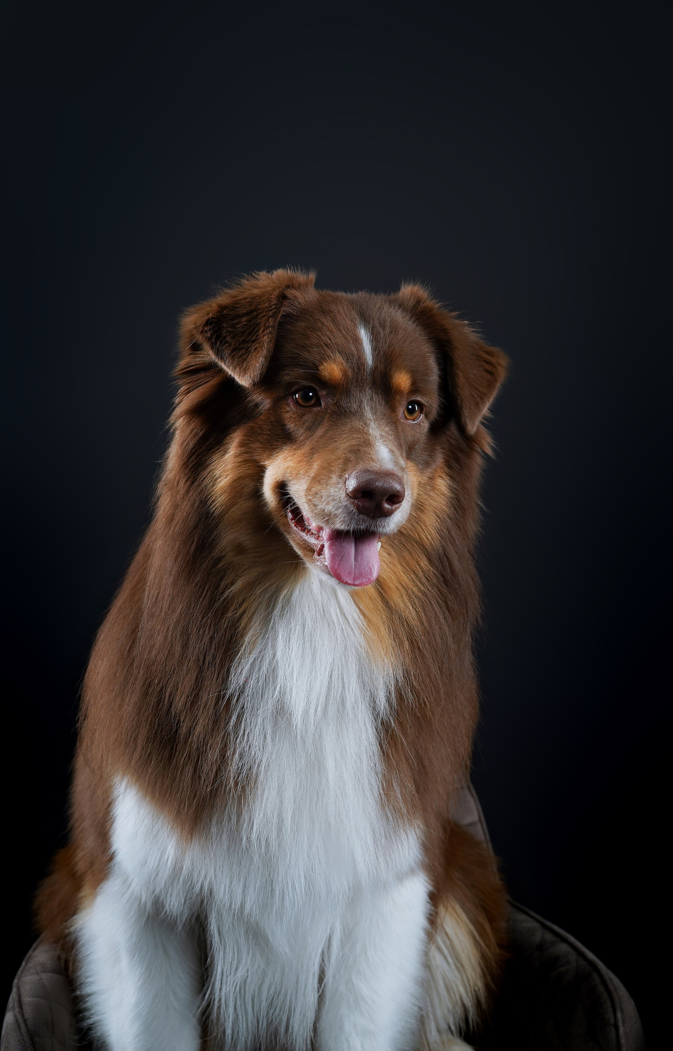 Аусси Рокки. Фотограф-анималист в Санкт-Петербурге Яна Мартынова