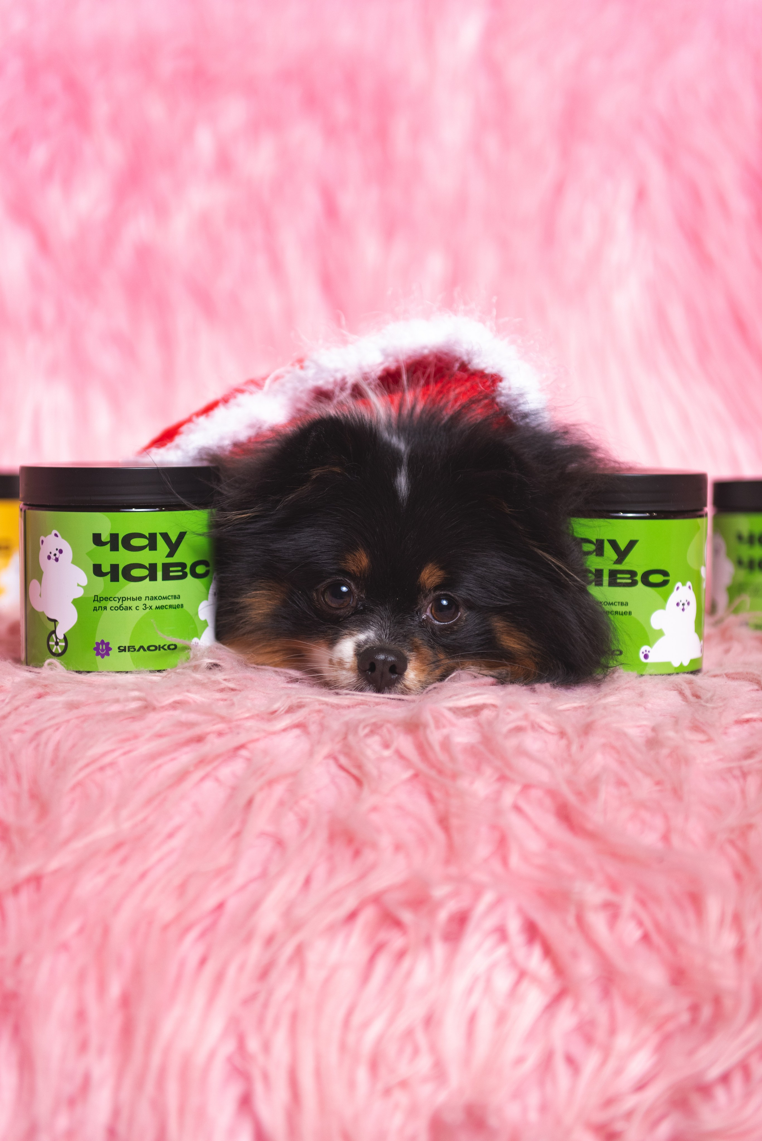 Чау Чавс. Фотограф в Москве Daria Lens