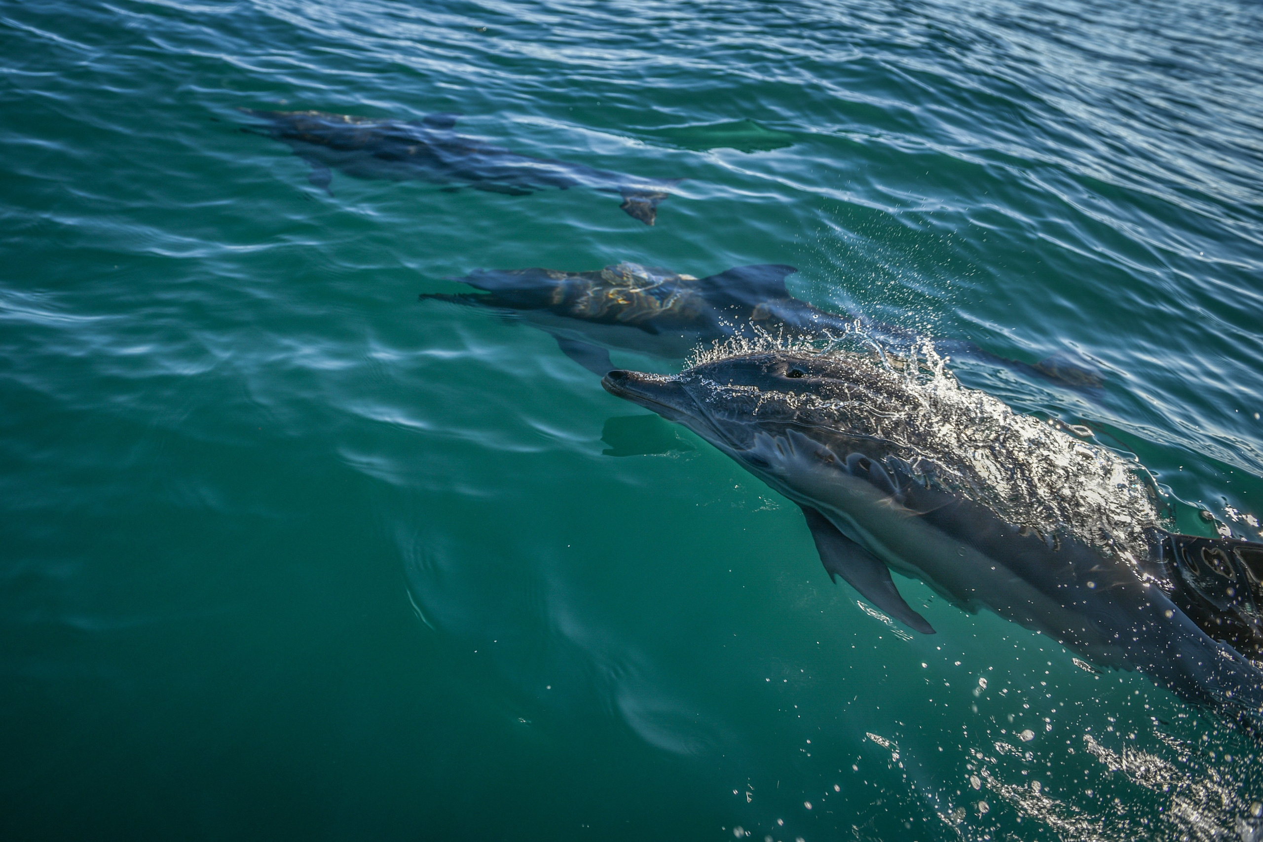 Wild and free. Anastasia Serdyuk, travel photographer, travel photo, portraits, stories, fineart prints