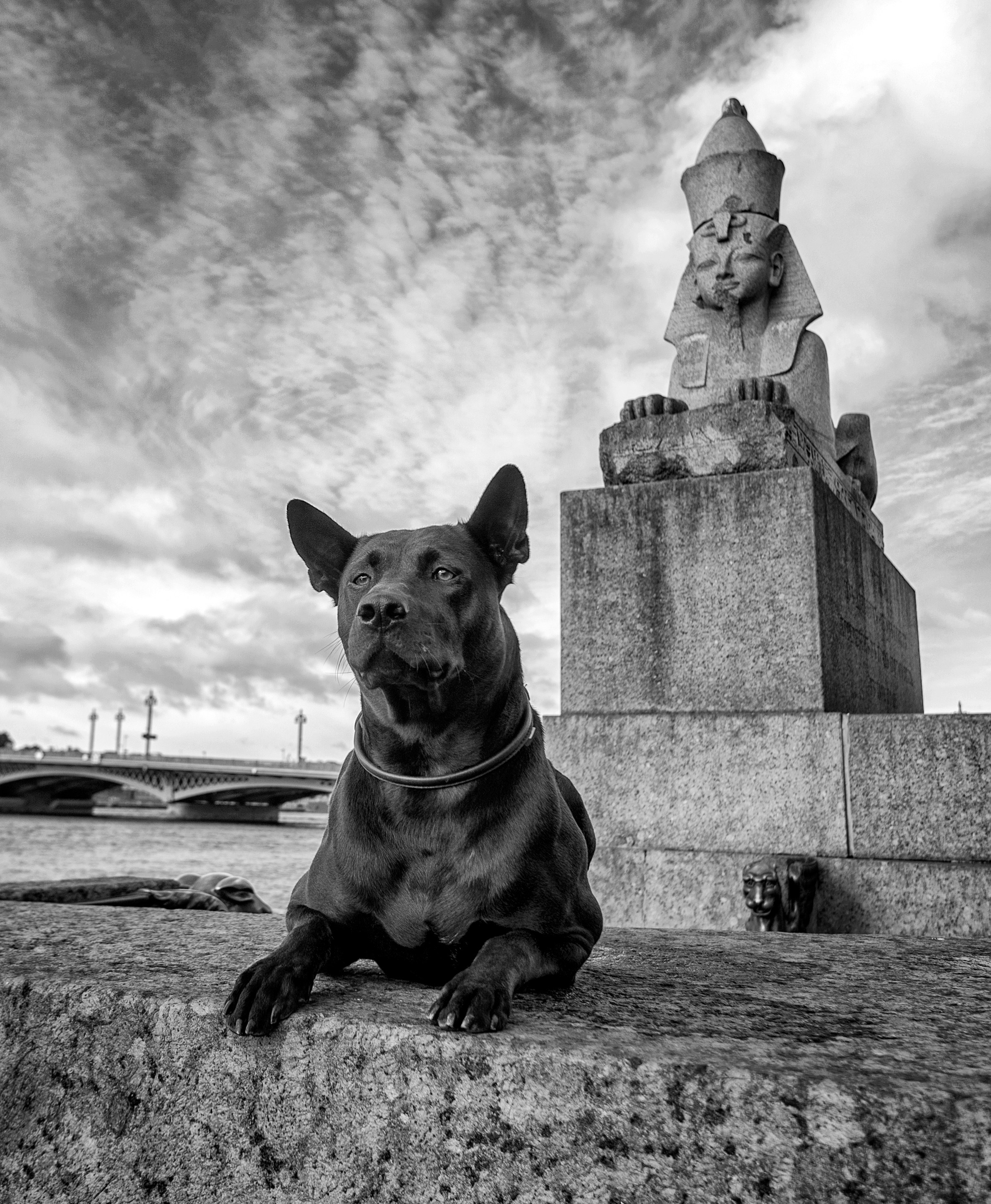 Фото с домашними питомцами. Портретная и свадебная фотосъемка. Москва и область