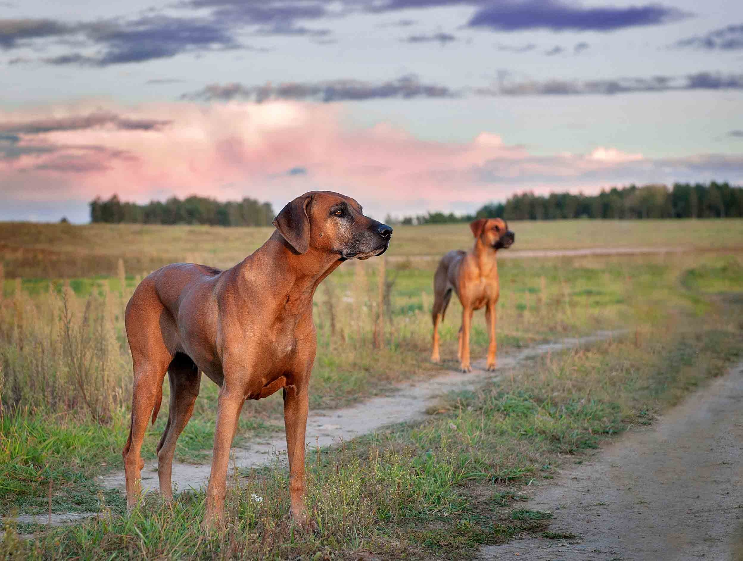 Собаки. Портретная и свадебная фотосъемка. Москва и область