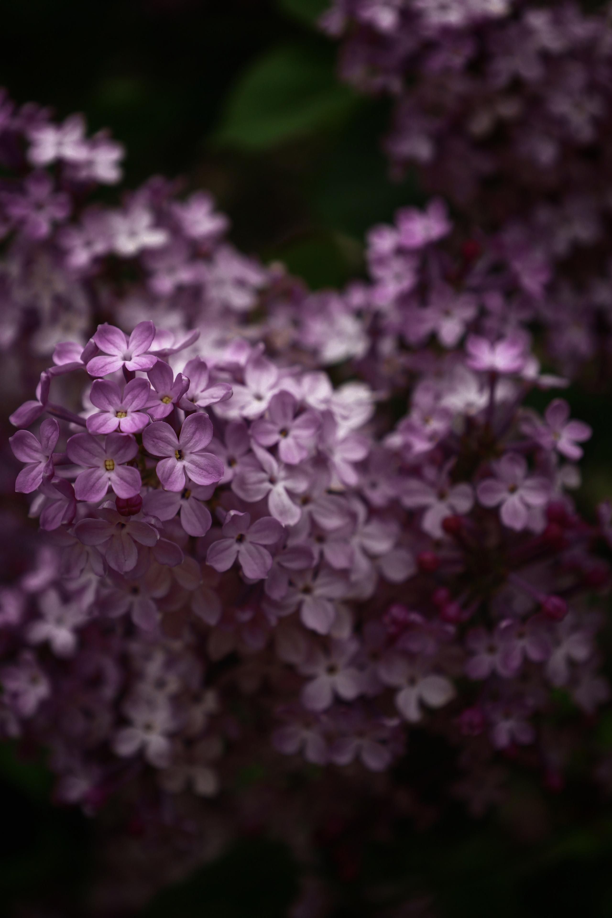 Весна🌸. V I KA P H O T O