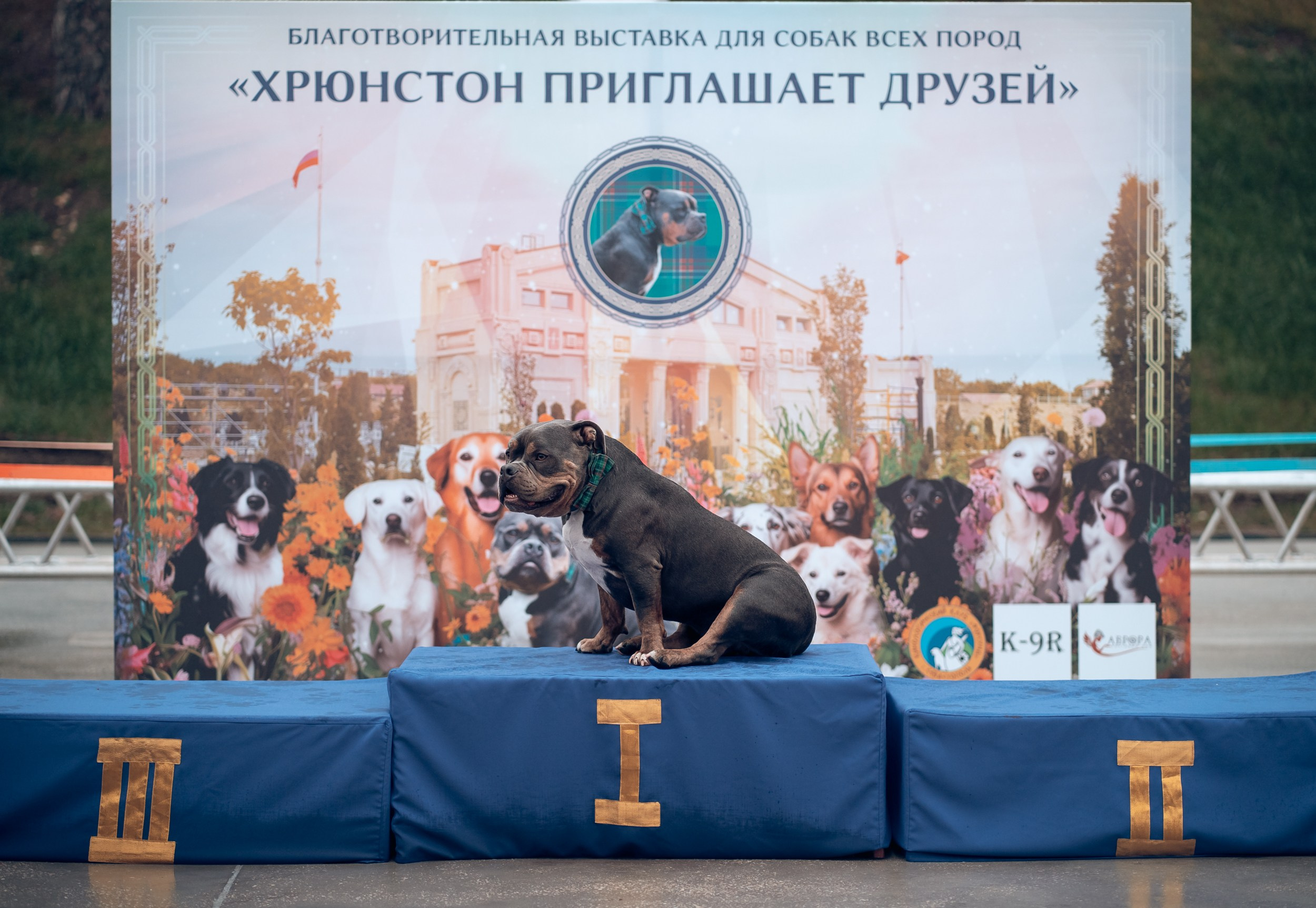 Благотворительная выставка собак в Новом Херсонесе г. Севастополь. Церковный фотограф Севастополь