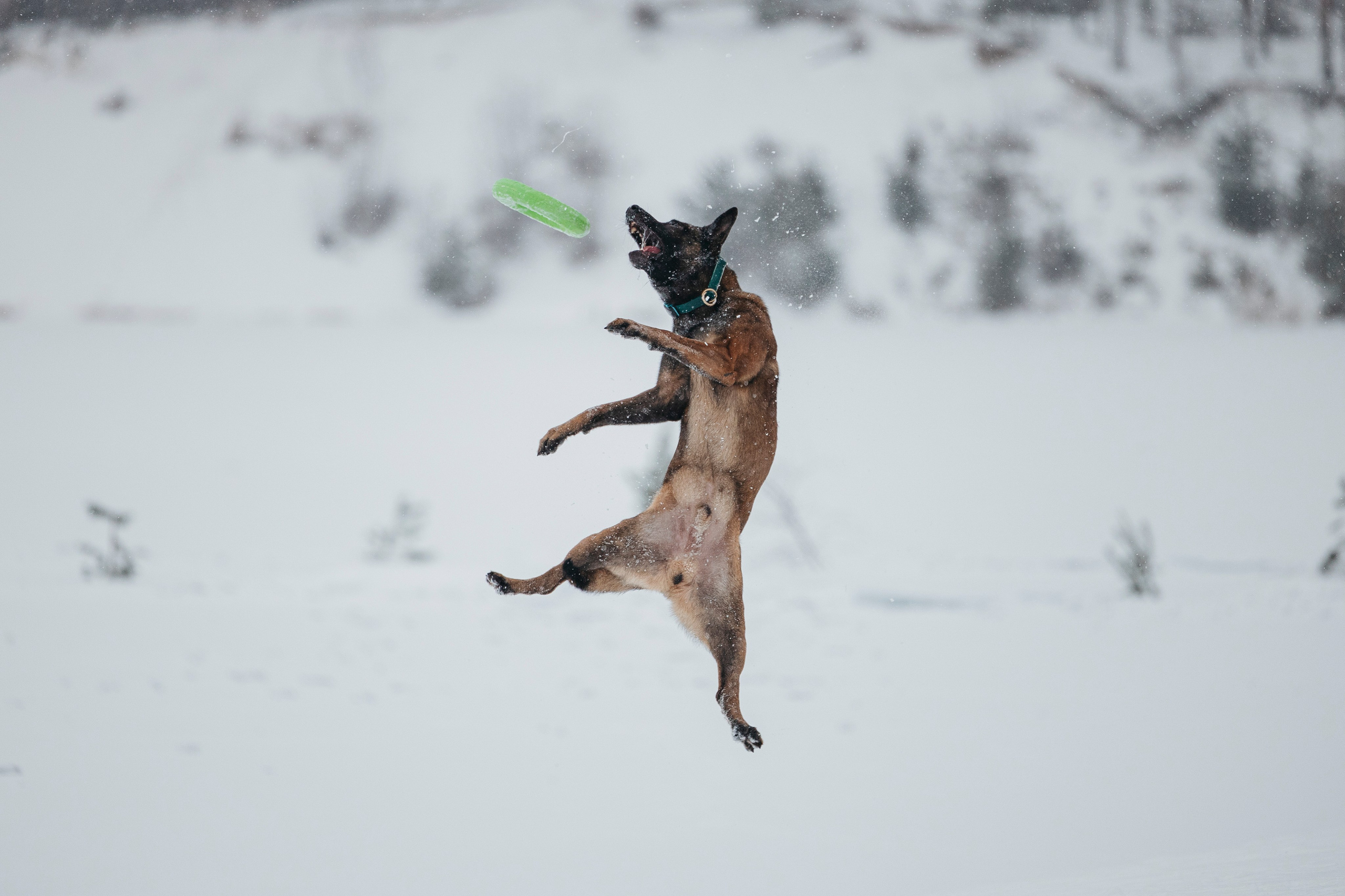 Карьер. Фотограф-анималист Анна Маринич