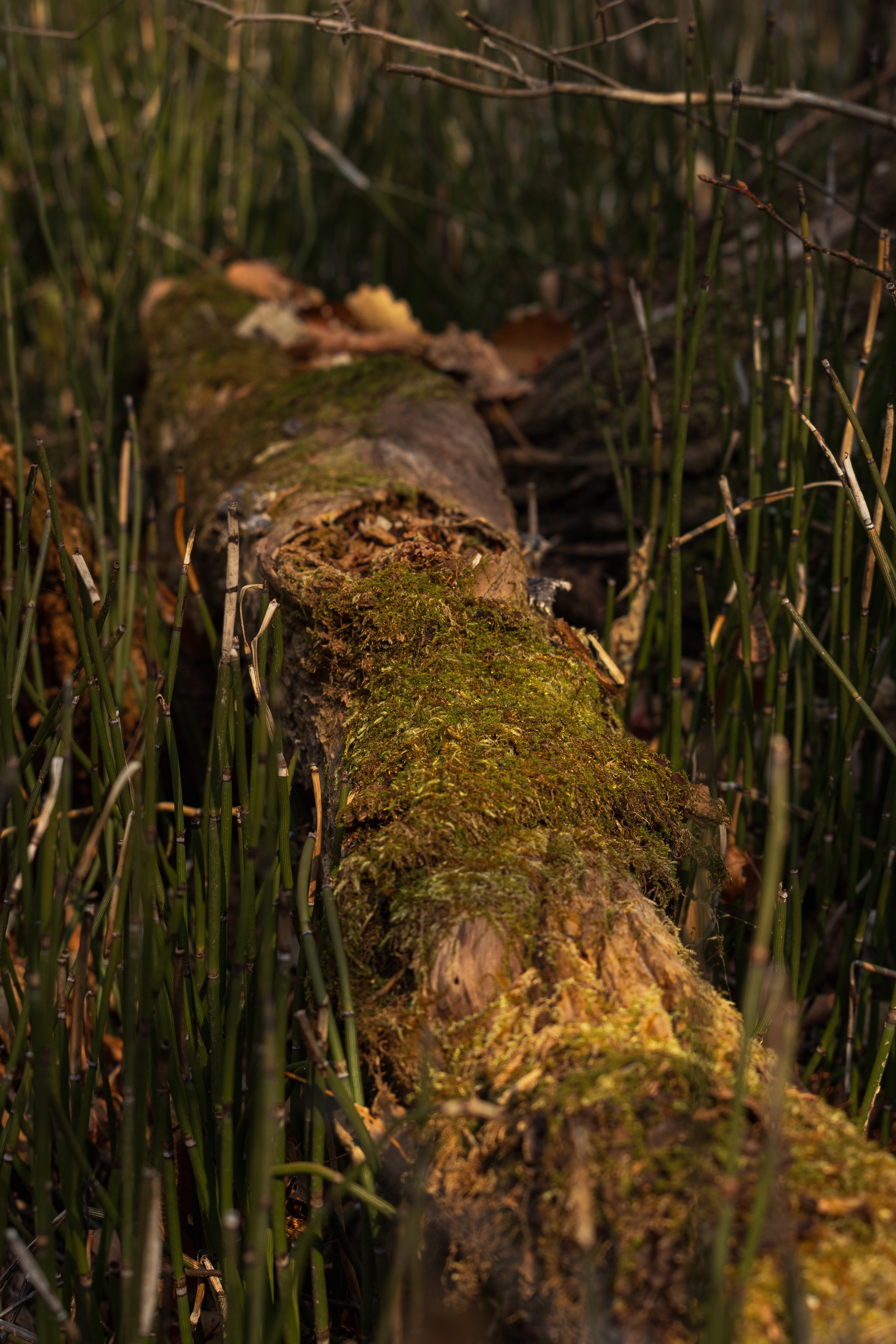Маруськины слёзы. Константин Кириченко