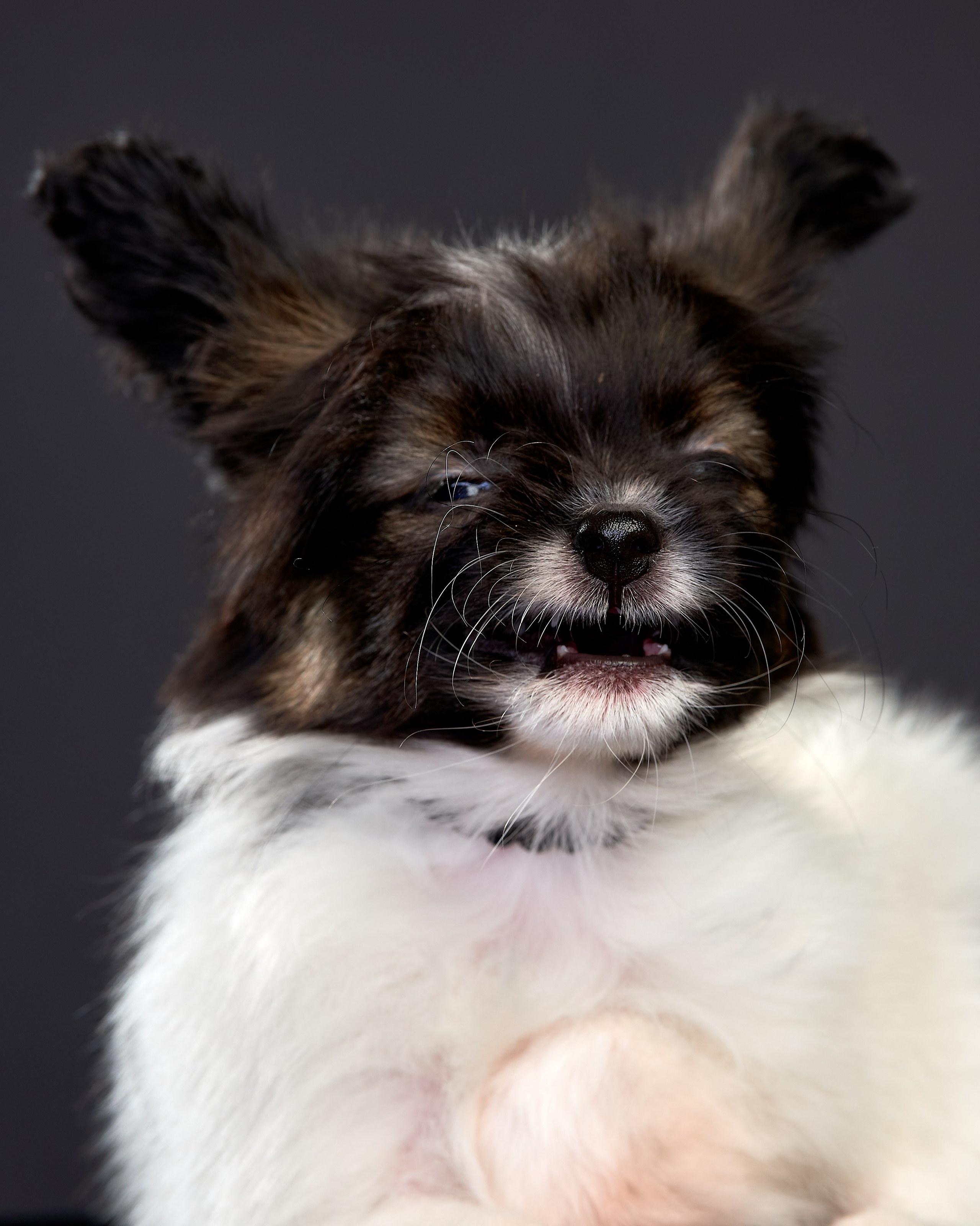 Фотосъемка животных