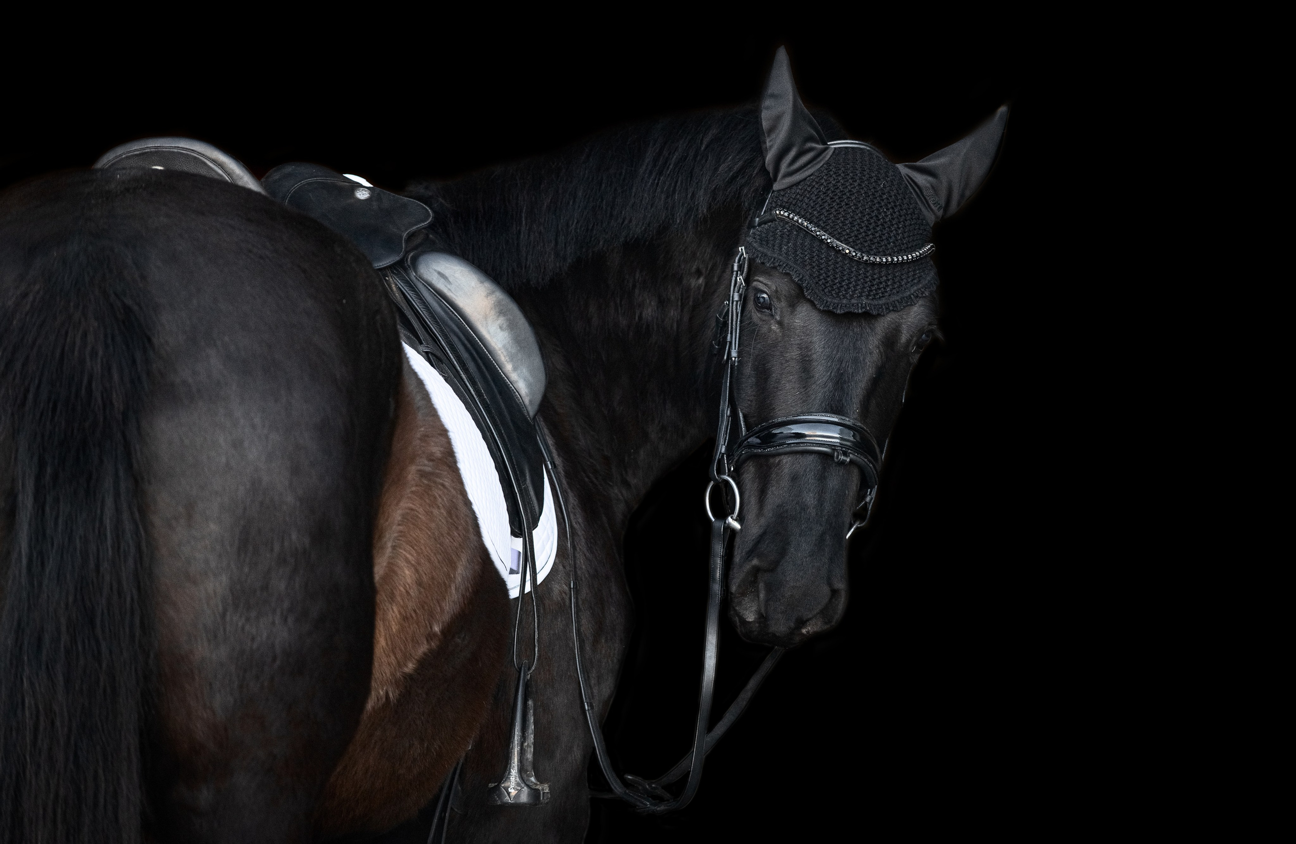 Портреты лошадей. Главная