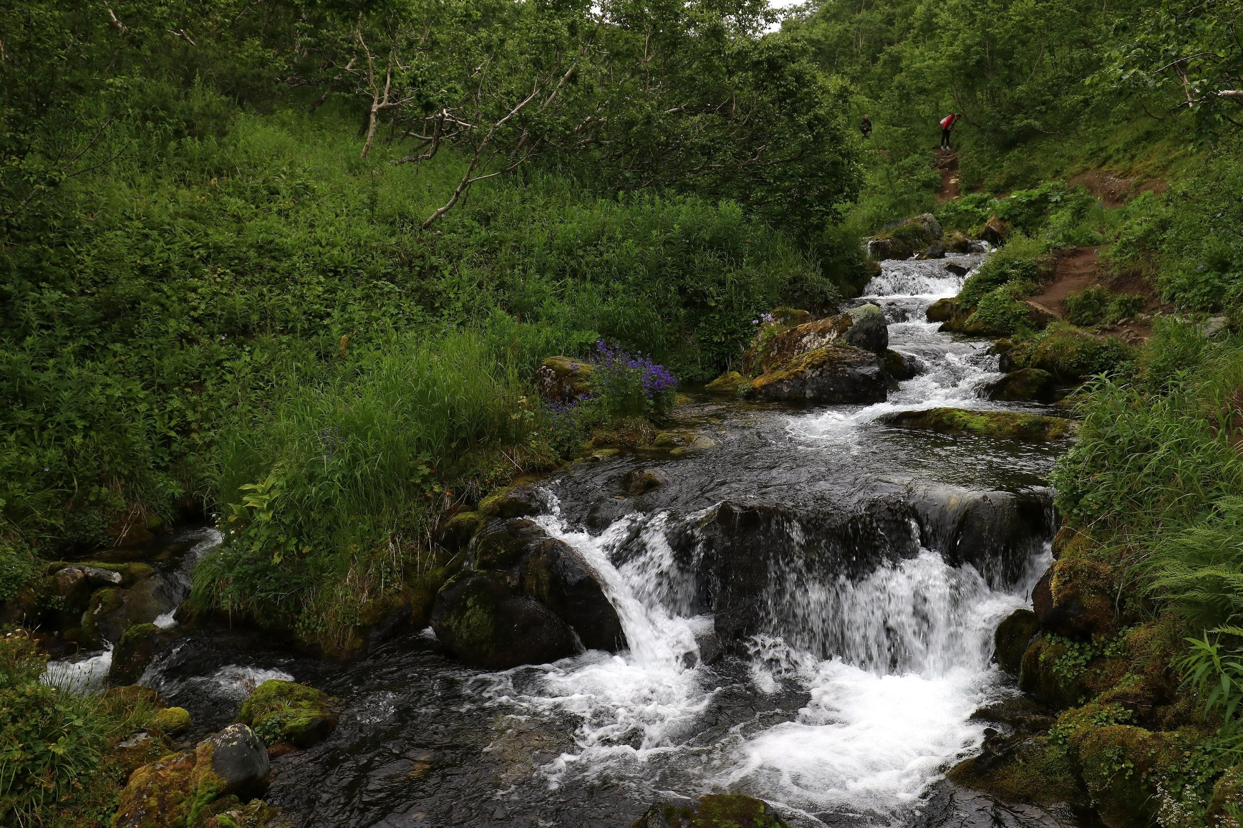 Камчатка и о. Парамушир. Июль 2024. Путешественник-фотограф из Санкт-Петербурга Татьяна Свистулина
