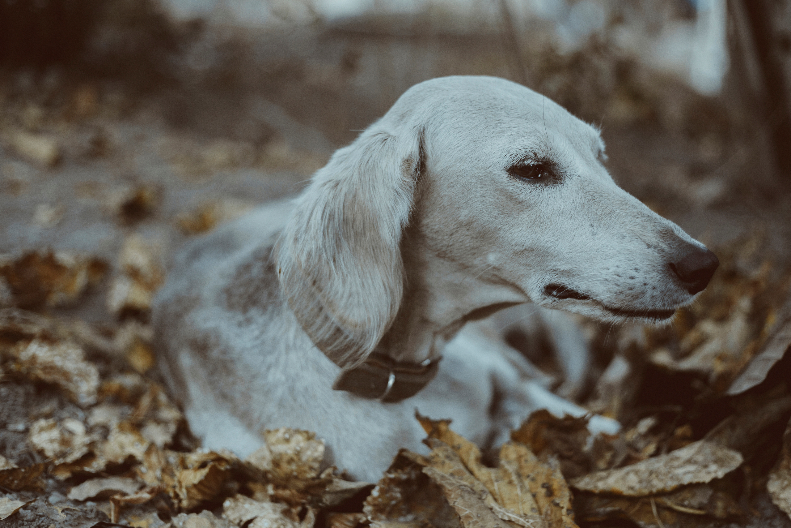 Фотограф в Нижнем Новгороде Елена Лямина
