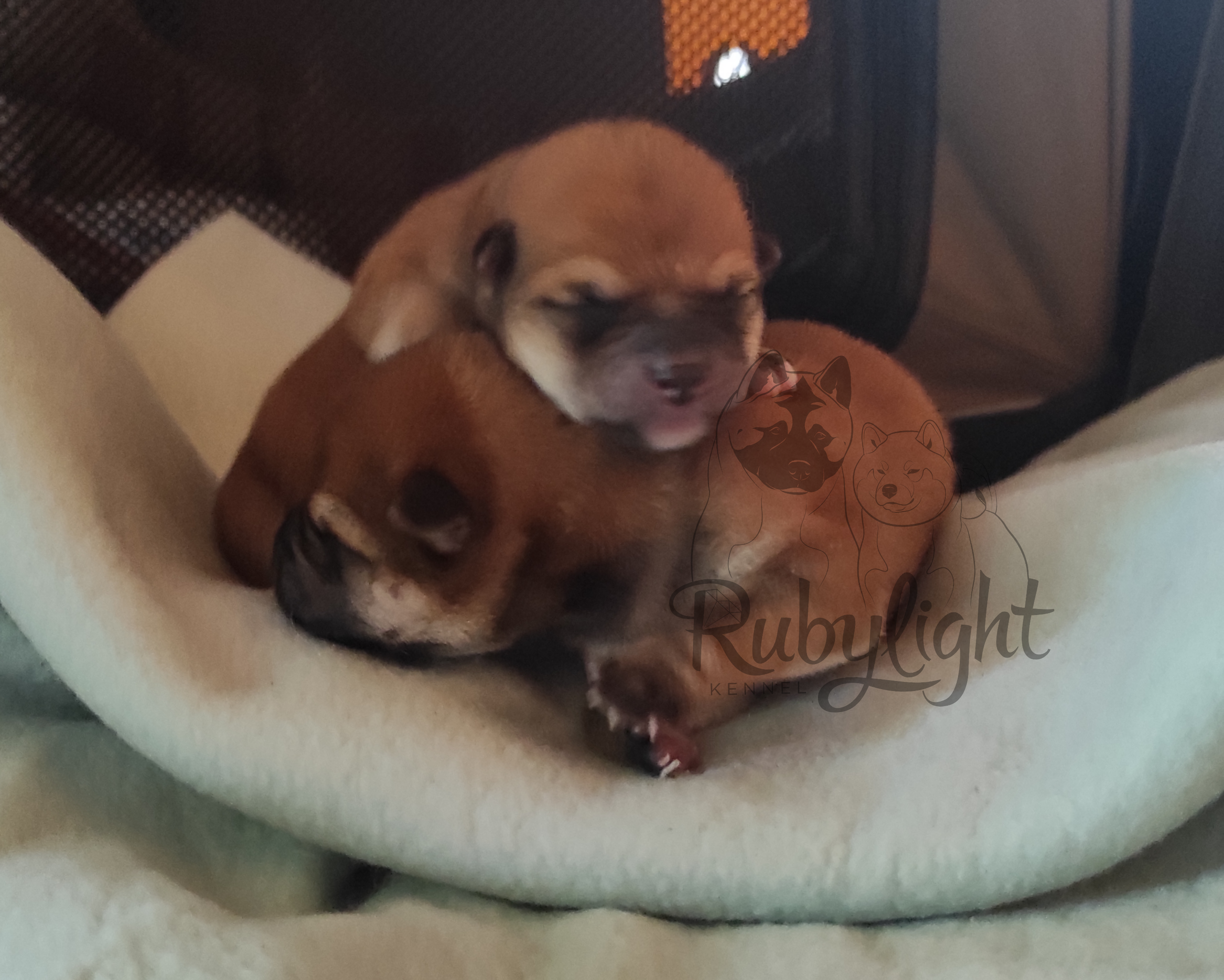 Сиба питомник Рубилайт помет Q