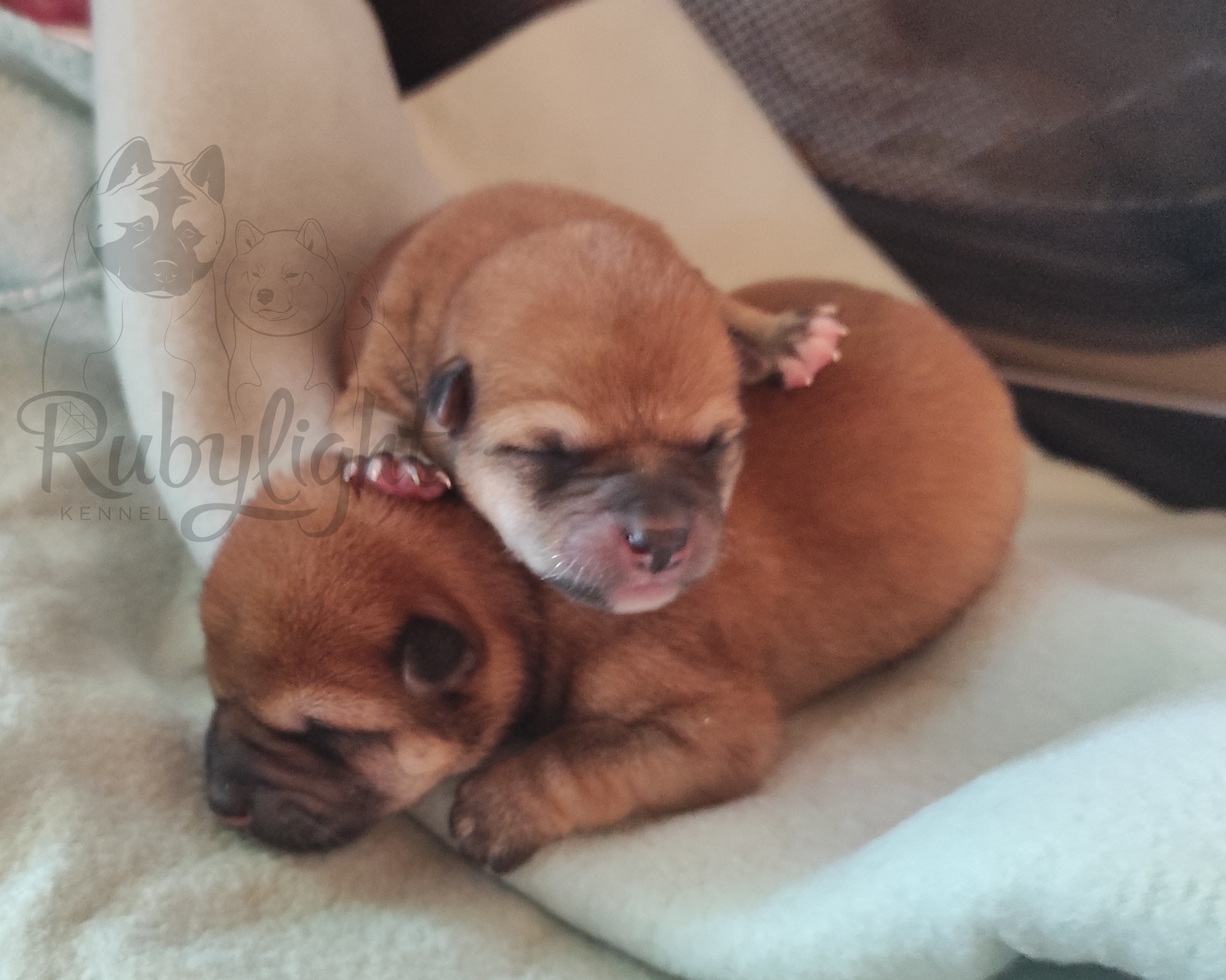 Сиба питомник Рубилайт помет Q