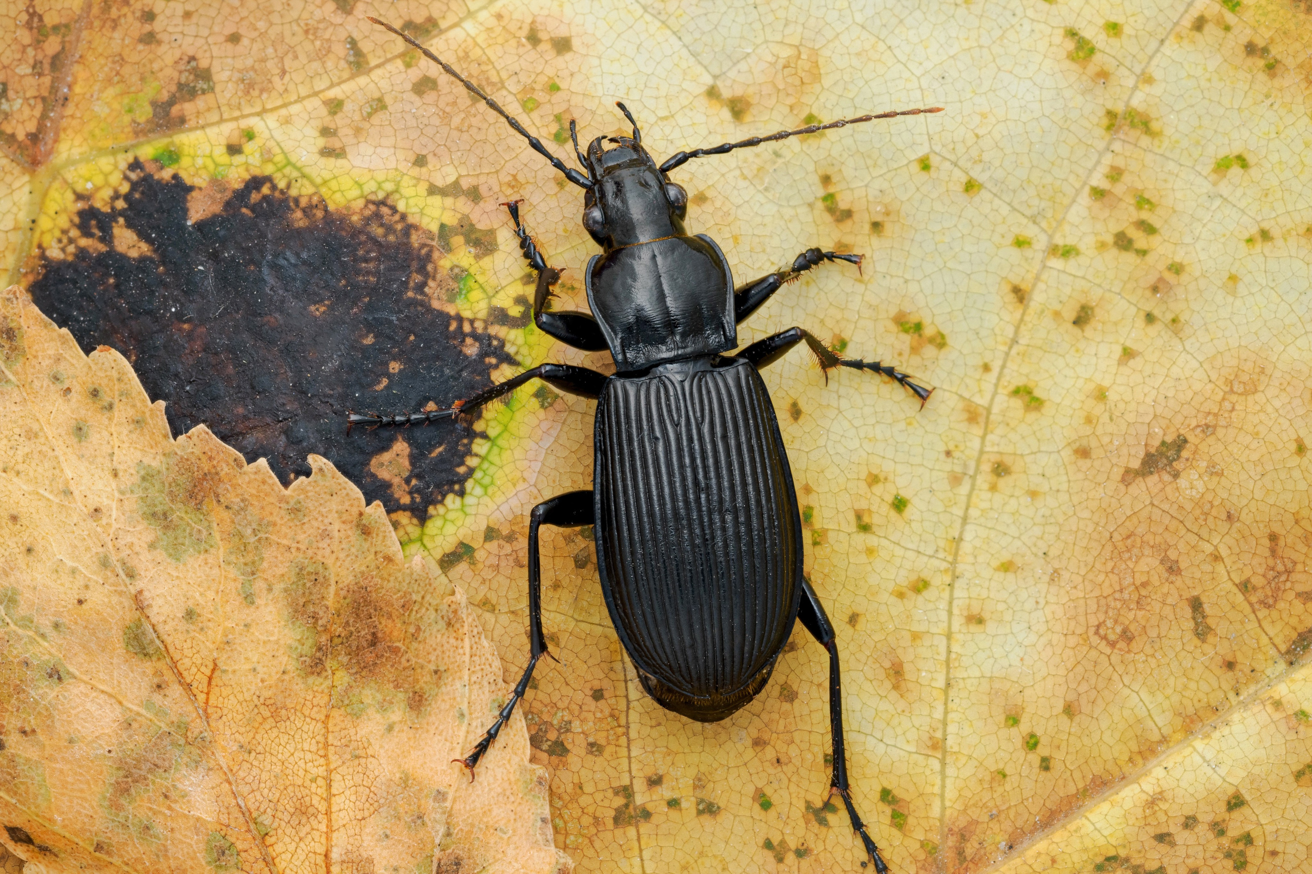 Жужелица вида Pterostichus melanarius