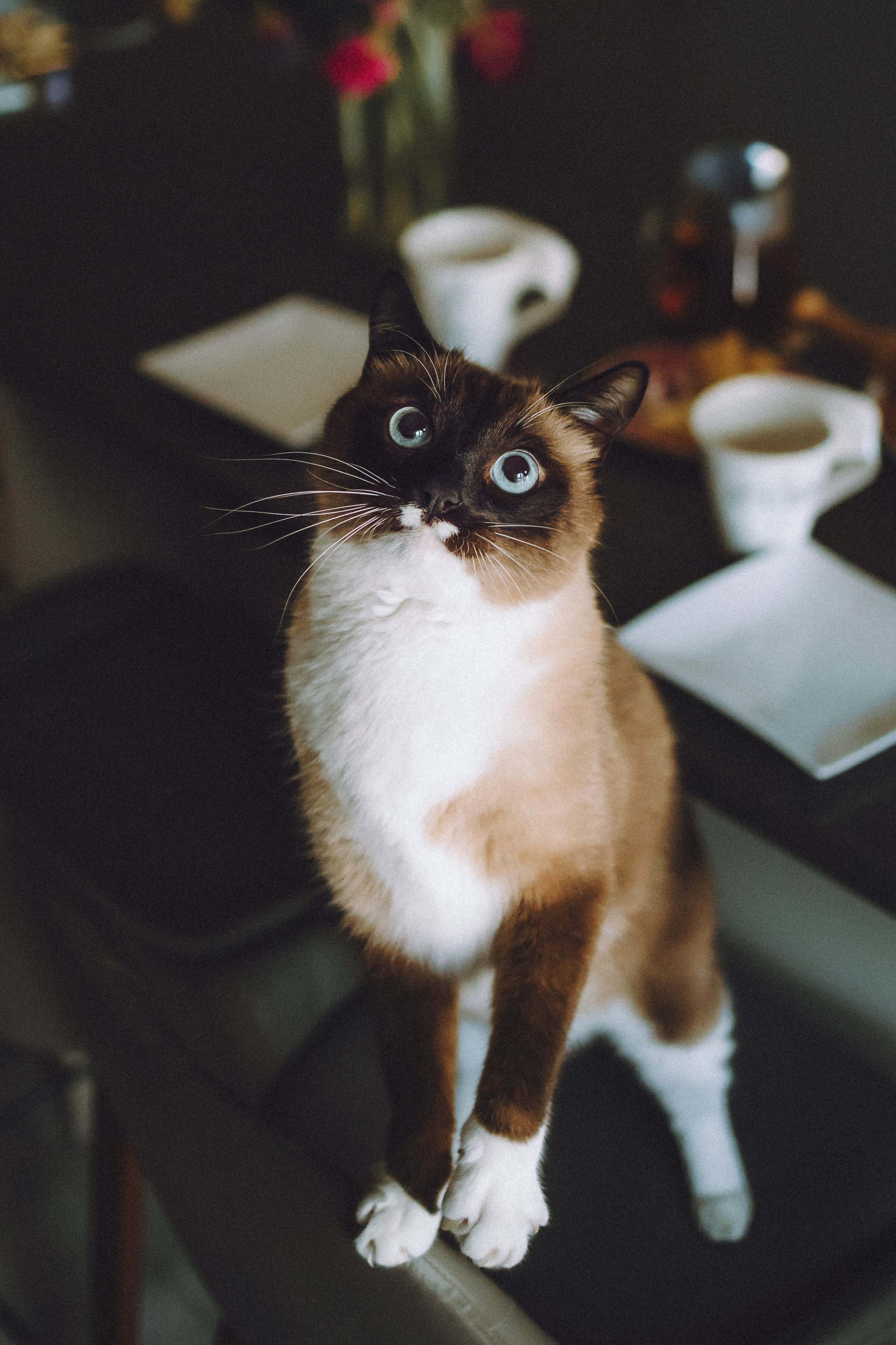 Наташа, Маруся и Зефир