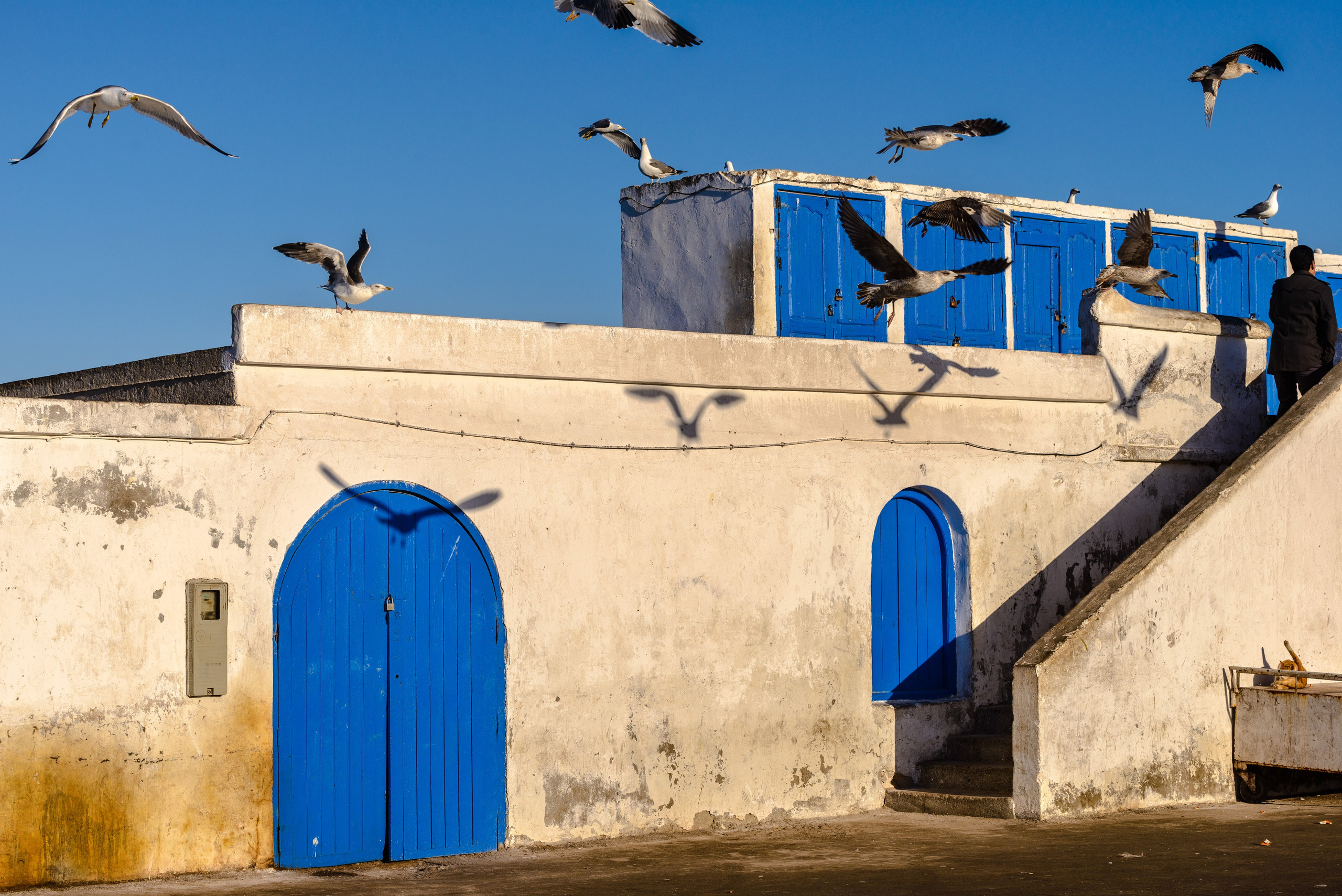Обитатели синего города. Пейзажный фотограф Сергей Пестерев. Фото природы