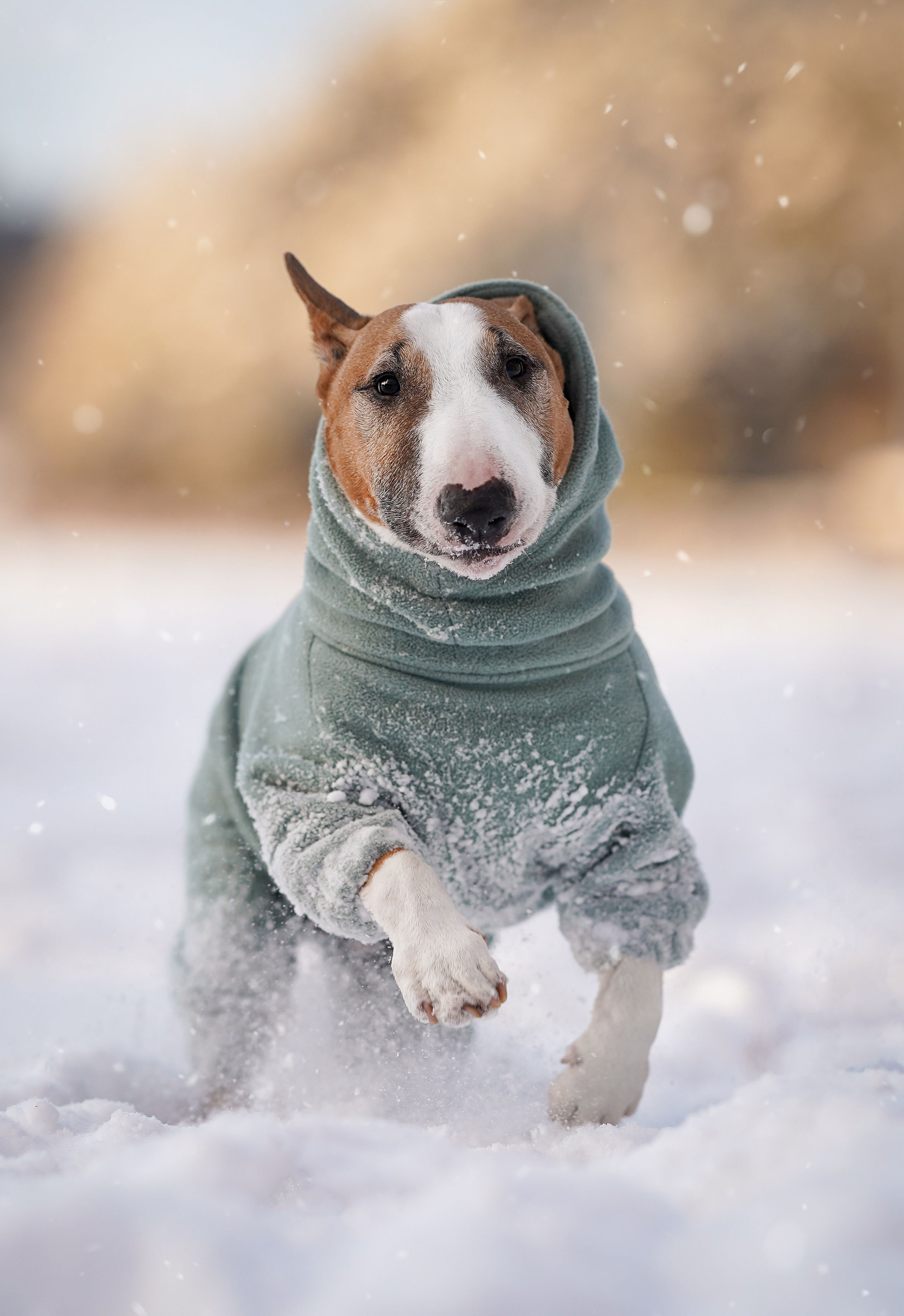 Панда и Юни Карелия. Фотограф-анималист в Санкт-Петербурге Яна Мартынова