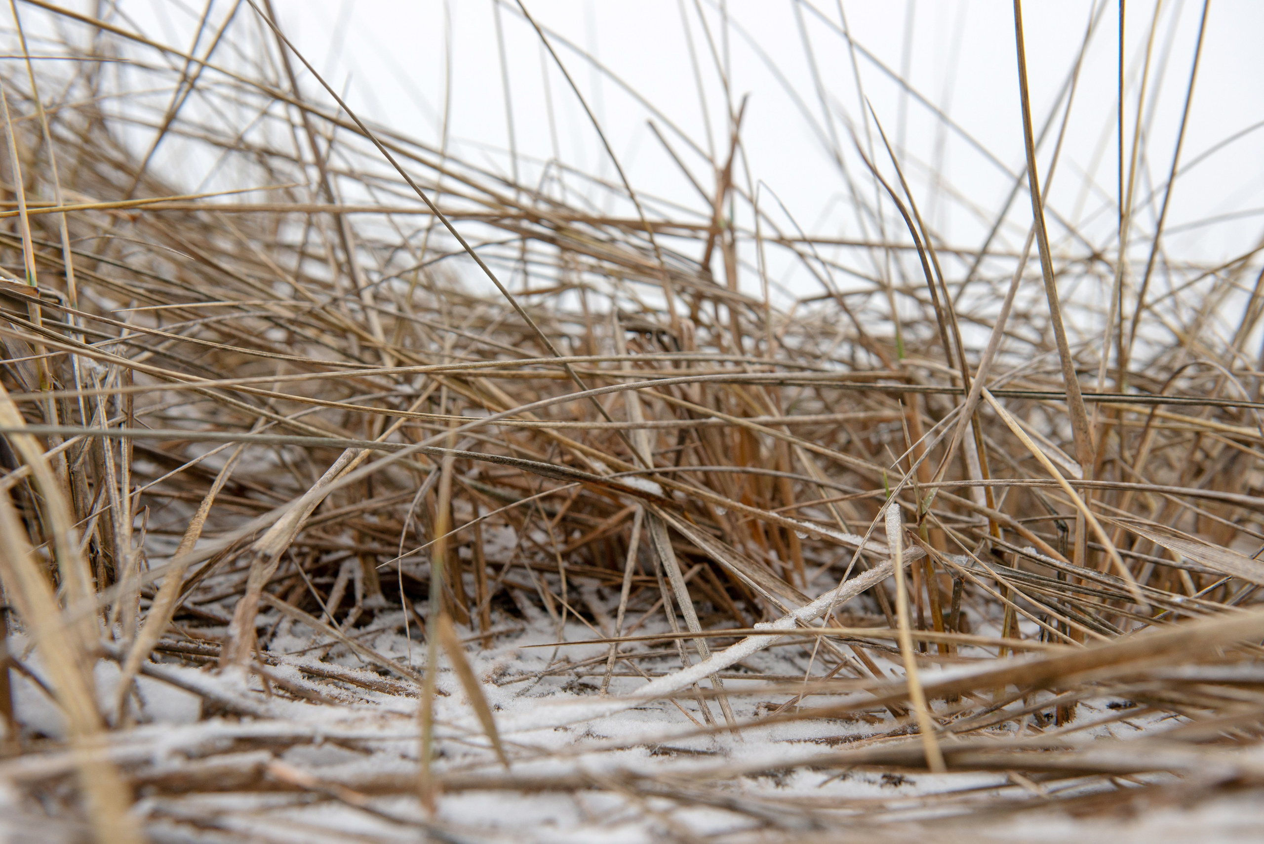 Landscape, nature, plants, details of the world around us. Personal website of photographer Dmitry Raikin